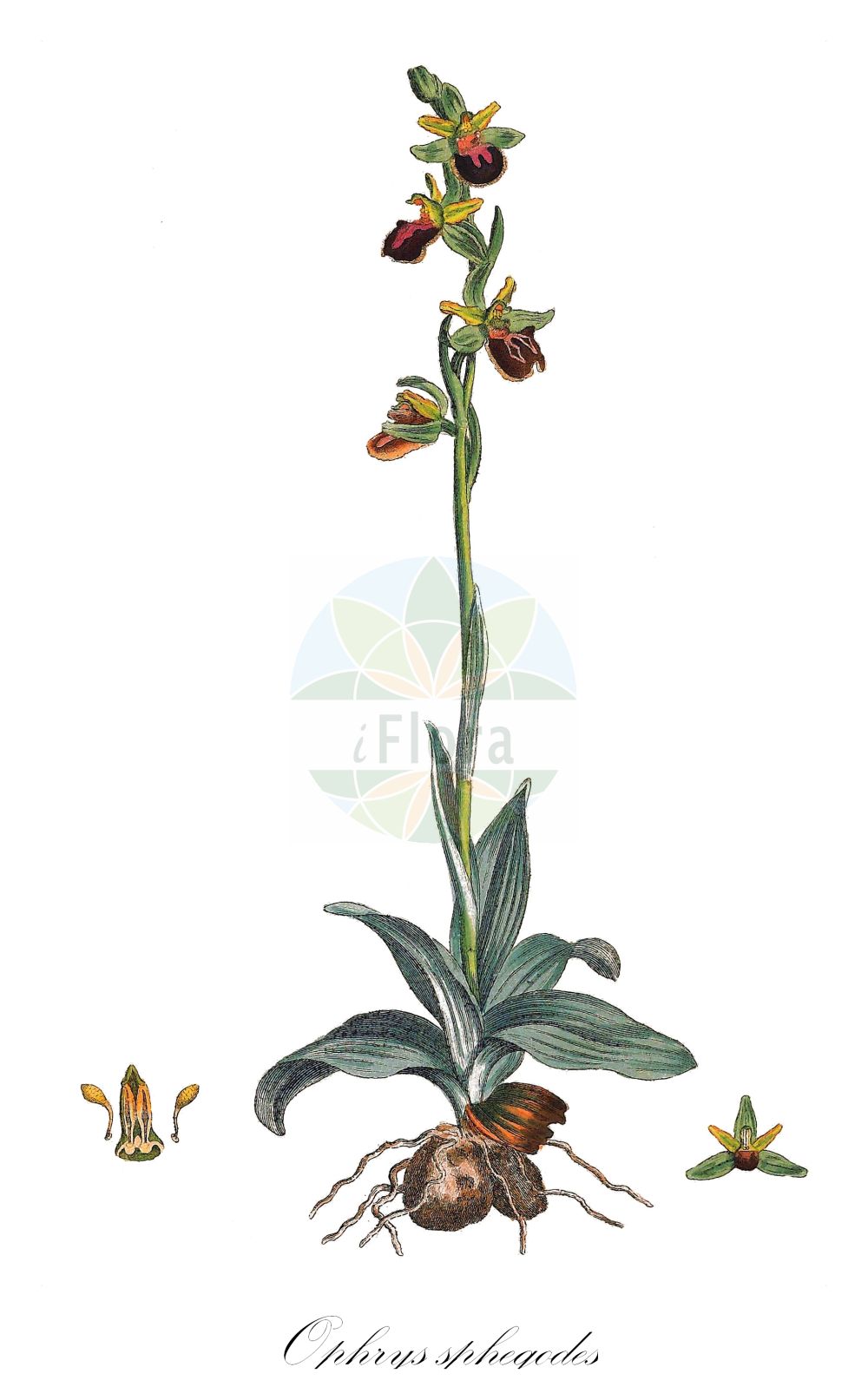 Ophrys sphegodes - Orchidaceae,Plantae,Pteridobiotina,Angiosperms,Asparagales,Orchidaceae,Ophrys,Ophrys sphegodes,Ophrys aranifera f. pseudaranifera, Ophrys aranifera subsp. arachnitiformis, Ophrys sphegodes subsp. panormitana,Spinnen-Ragwurz;Gewöhnliche Spinnen-Ragwurz;Echte Spinnen-Ragwurz;Echte Spinnenragwurz;early spider-orchid;Ophrys araignée;Ofride verde-bruna