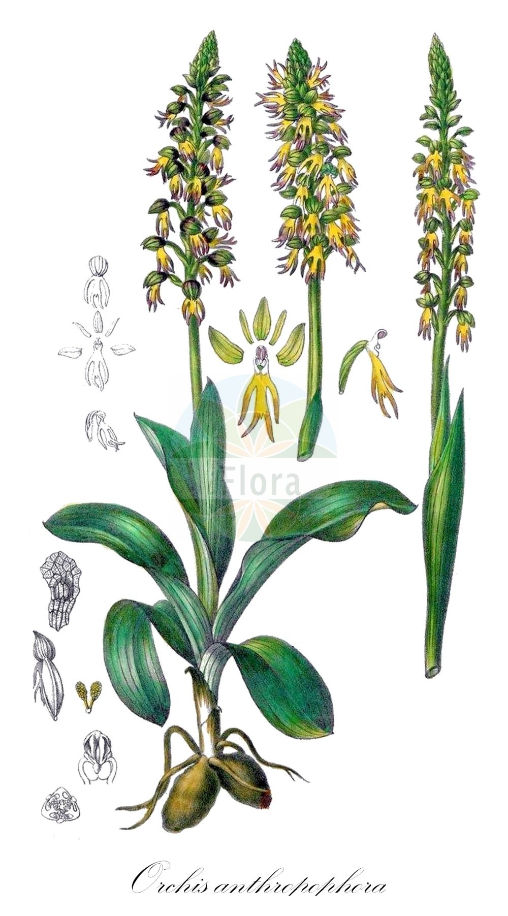 Orchis anthropophora - Orchidaceae,Plantae,Pteridobiotina,Angiosperms,Asparagales,Orchidaceae,Orchis,Orchis anthropophora,Aceras anthropomorphum, Aceras anthropophorum, Aceras anthropophorum, Aceras anthropophorum, Aceras anthropophorum f. angustatum, Aceras anthropophorum f. apiculatum, Aceras anthropophorum f. latior, Aceras anthropophorum f. purpurata, Aceras anthropophorum lus. flavescens, Aceras anthropophorum var. angustata, Aceras anthropophorum var. angustatum, Aceras anthropophorum var. balearicum, Aceras anthropophorum var. latior, Arachnites anthropophora, Himantoglossum anthropophorum, Loroglossum anthropophorum, Loroglossum brachyglotte, Ophrys anthropomorpha, Ophrys anthropophora, Satyrium anthropomorpha, Satyrium anthropomorphum, Satyrium anthropophora, Serapias anthropophora,Ohnhorn-Knabenkraut;Ohnhorn;Ohnsporn;Fratzenorchis;Puppenorchis;man orchid;Acéras homme pendu;orchis homme-pendu;acéras;acéras homme-pendu;homme-pendu;pantine;porte-home;hombrecillo;flor del hombre ahorcado;hombre colgado;hombrecillos ahorcados;Ballerina;ballerino;poppenorchis;rapazinhos;erva-do-homen-enforcado;erva-do-homem-enforcado;ацерас фигурный;ацерас человеконосный;kukla salebi;flor de l'home penjat;okruglastogomoljasta bezostruška