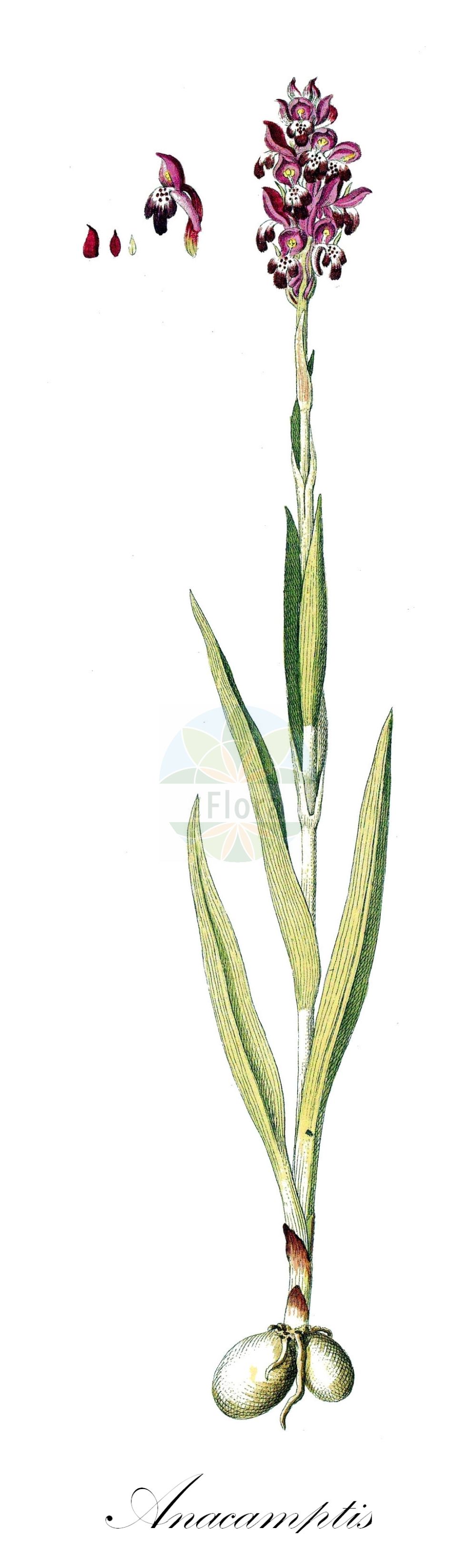 Anacamptis coriophora - Orchidaceae,Plantae,Pteridobiotina,Angiosperms,Asparagales,Orchidaceae,Anacamptis,Anacamptis coriophora,Anacamptis coriophora f. alba, Anacamptis coriophora f. virescens, Anacamptis coriophora subsp. carpetana, Anacamptis coriophora subsp. fragrans, Anacamptis coriophora subsp. martrinii, Anacamptis coriophora subsp. nervulosa, Anacamptis coriophora subsp. nervulosa, Anacamptis coriophora var. carpetana, Anacamptis coriophora var. martrinii, Anacamptis fragrans, Anteriorchis coriophora, Anteriorchis coriophora subsp. fragrans, Anteriorchis coriophora subsp. martrinii, Anteriorchis coriophora var. carpetana, Anteriorchis coriophora var. martrinii, Anteriorchis fragrans, Anteriorchis fragrans f. apricorum, Herorchis coriophora, Herorchis coriophora subsp. fragrans, Herorchis coriophora subsp. martrinii, Orchidactyla carpetana, Orchis carpetana, Orchis cassidea, Orchis cimicina, Orchis coreosmus, Orchis coriophora, Orchis coriophora f. alba, Orchis coriophora f. borosiana, Orchis coriophora f. nana, Orchis coriophora f. virescens, Orchis coriophora prol. fragrans, Orchis coriophora prol. martrinii, Orchis coriophora subsp. apricorum, Orchis coriophora subsp. carpetana, Orchis coriophora subsp. carpetana, Orchis coriophora subsp. carpetana, Orchis coriophora subsp. cimicina, Orchis coriophora subsp. cimicina, Orchis coriophora subsp. cimicina, Orchis coriophora subsp. fragrans, Orchis coriophora subsp. martrinii, Orchis coriophora subsp. nervulosa, Orchis coriophora var. carpetana, Orchis coriophora var. cassidea, Orchis coriophora var. cibiniensis, Orchis coriophora var. cimicina, Orchis coriophora var. cimicina, Orchis coriophora var. czeremossica, Orchis coriophora var. dolichoceras, Orchis coriophora var. elongata, Orchis coriophora var. fragrans, Orchis coriophora var. genuina, Orchis coriophora var. inodora, Orchis coriophora var. latifolia, Orchis coriophora var. lusciniarum, Orchis coriophora var. major, Orchis coriophora var. martrinii, Orchis coriophora var. nervulosa, Orchis coriophora var. odorata, Orchis coriophora var. polliniana, Orchis coriophora var. sennenii, Orchis coriophora var. subsancta, Orchis coriophora var. symphypetala, Orchis fragrans, Orchis fragrans f. cassidea, Orchis fragrans f. grandiflora, Orchis fragrans var. apricorum, Orchis fragrans var. elongata, Orchis fragrans var. polliniana, Orchis martrinii, Orchis nervulosa, Orchis polliniana,Wanzen-Knabenkraut;bug orchid;Orchis punaise;orchis de Martrin-Donos;orchis fétide;orchis parfumé;olor de chinches;Orchide cimicina;cimiciattola;wantsenorchis;welriekende wantsenorchis;salepeira;erva-do-salepo;erva-perceveja;ятрышник клопоносный;ятрышник пахучий;pirinç çiçeği;salep;salep i lëkurë;abellara olorosa;kožasti kaćun;storczyk cuchnący;dišeča kukavica;steničja kukavica;poloskaszagú kosbor;vstavač štěničný;orhidee;ploșnițoasă;červenohlav ploštičný;cstavač blši;зозулинець блощичний;зозулинець жилкуватий;зозулинець запашний;дървеницов салеп;мирисави каћун;смрдљиви каћунак;sachlav reichani;סַחְלָב רֵיחָנִי