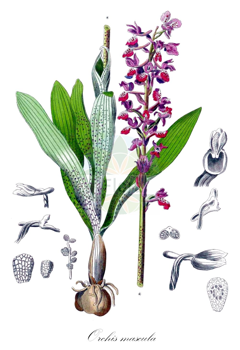 Orchis mascula - Orchidaceae,Plantae,Pteridobiotina,Angiosperms,Asparagales,Orchidaceae,Orchis,Orchis mascula,Androrchis mascula, Orchis morio f. mascula, Orchis morio var. mascula, Orchis pinetorum, Orchis rectiflorus,Manns-Orchis;Stattliches Knabenkraut;Männliches Knabenkraut;Kuckucks-Knabenkraut;Prächtiges Knabenkraut;early-purple orchid;blue butcher;blue butcher orchid;male orchid;Orchis mâle;couillon de chien;mâle fou;pain de couleuvre;pentecôte;satirion;satirion mâle;soupe à vin;cañamón;chupaeros;orquídea macho;orquídea silvestre;sangre de Cristo;satírion macho;satírion manchado;satirón;giglio caprino;orchide maschia;mannetjesorchis;escroto-canino;pata-de-lobo;salepeira-maior;salepo-maior;satirião-macho;ятрышник мужской;er salebi;salep;lliris de prat;orquis mascle;satírion tacat;muški kaćun;Sankt Pers nycklar;tyndakset gøgeurt;storczyk męski;stasita kukavica;füles kosbor;vstavač mužský;vstavač mužský;зозулинець ванькова;мъжки салеп;jumalakäpp;vīru dzegužpuķe;vårmarihand;miehenkämmekkä;vyriškoji gegužraibė
