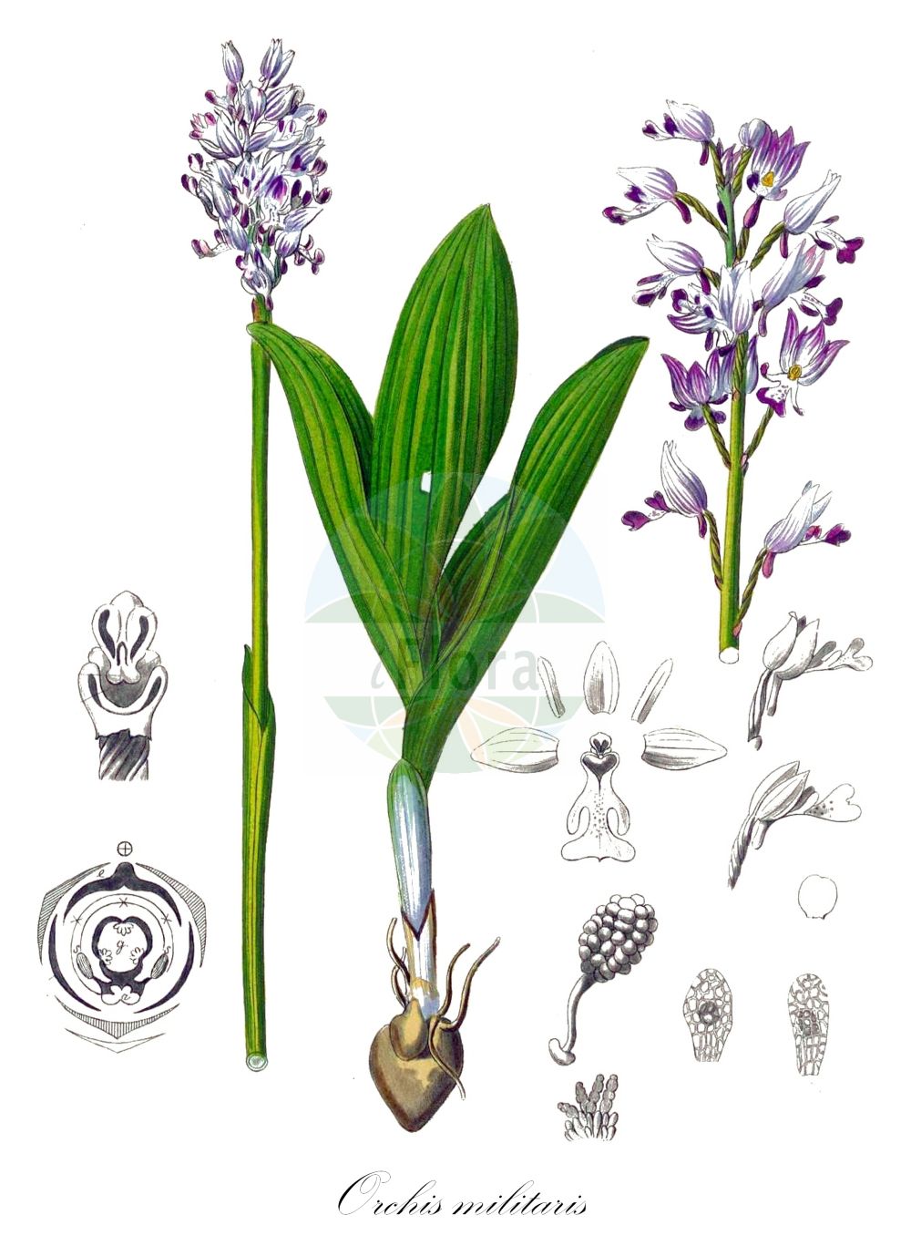 Orchis militaris - Orchidaceae,Plantae,Pteridobiotina,Angiosperms,Asparagales,Orchidaceae,Orchis,Orchis militaris,Orchis militaris var. nervata, Orchis tephrosanthos var. militaris,Helm-Knabenkraut;military orchid;soldier orchid;Orchis à long casque;orchis militaire;orchis guerrier;capette;orchis casque;orquídea del soldado;Orchide militare;soldaatje;ятрышник шлемоносный;asker salebi;salep;orquis militar;kacigasti kaćun;johannesnycklar;ridder-gøgeurt;storczyk kukawka;čeladasta kukavica;vitéz kosbor;vstavač vojenský;poroinic;vstavač vojenský;зозулинець шоломоносний;шлемовиден салеп;hall käpp;bruņcepuru dzegužpuķe;soikkokämmekkä;каћун;šalmuotoji gegužraibė;sì liè hóng mén lán;四裂红门兰