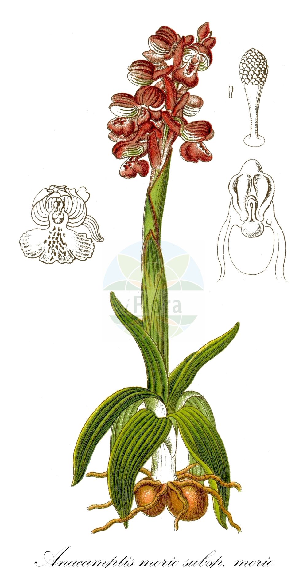 Anacamptis morio subsp. morio - Orchidaceae,Plantae,Pteridobiotina,Angiosperms,Asparagales,Orchidaceae,Anacamptis,Anacamptis morio,Anacamptis morio subsp. morio,Anacamptis albertii, Anacamptis morio f. alba, Anacamptis morio f. albicans, Anacamptis morio f. albiflora, Anacamptis morio f. maculata, Anacamptis morio f. nivea, Anacamptis morio f. picta-rosea, Anacamptis morio f. rosea, Anacamptis morio f. variegata, Anacamptis morio f. viridiflora, Helleborine athensis, Orchis albertii, Orchis athensis, Orchis crenulata, Orchis intermedia, Orchis moria, Orchis morio f. alba, Orchis morio f. albiflora, Orchis morio f. bilobulata, Orchis morio f. nana, Orchis morio f. robustior, Orchis morio f. sublaxiflora, Orchis morio f. sublobatus, Orchis morio f. subpicta, Orchis morio f. unilobata, Orchis morio f. variegata, Orchis morio f. velutina, Orchis morio subsp. alba, Orchis morio subsp. athensis, Orchis morio subsp. vulgaris, Orchis morio var. alba, Orchis morio var. albicans, Orchis morio var. albiflora, Orchis morio var. athensis, Orchis morio var. carnea, Orchis morio var. elatior, Orchis morio var. flava, Orchis morio var. gigas, Orchis morio var. irregularis, Orchis morio var. parviflora, Orchis morio var. picta-rosea, Orchis morio var. resupinata, Orchis morio var. rosea, Orchis morio var. subpicta, Orchis morio var. valida, Orchis morio var. velutina, Orchis morio var. viridiflora, Orchis morio var. vulgaris, Orchis officinalis, Serapias athensis,Eigentliches Kleines Knabenkraut;Kleines Knabenkraut;Salep;green-winged orchid