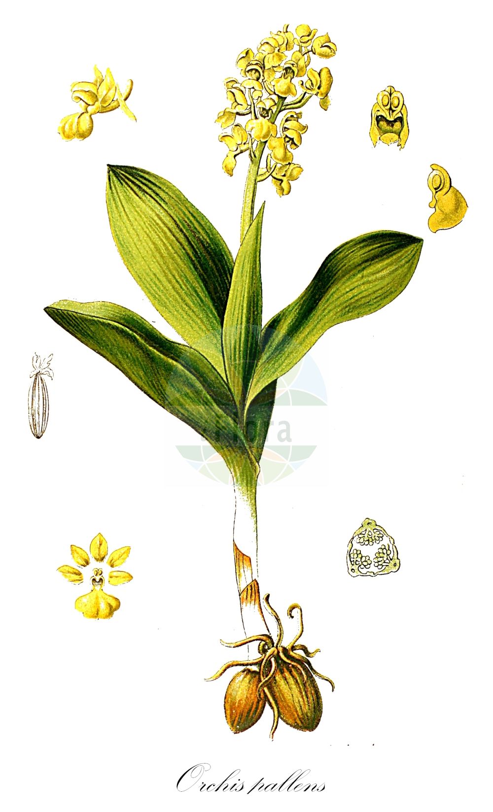 Orchis pallens - Orchidaceae,Plantae,Pteridobiotina,Angiosperms,Asparagales,Orchidaceae,Orchis,Orchis pallens,Androrchis pallens, Orchis pallens f. pseudopallens, Orchis pseudopallens, Orchis sulphurea,Blasses Knabenkraut;Bleiches Knabenkraut;pale-flowered orchid;Orchis pâle;Orchide pallida;bleke orchis;ятрышник бледный;solgun salep;salep;bljedoliki kaćun;storczyk blady;bleda kukavica;sápadt kosbor;vstavač bledý;poroinic galben;vstavač bledý;зозулинець блідий;бледен салеп