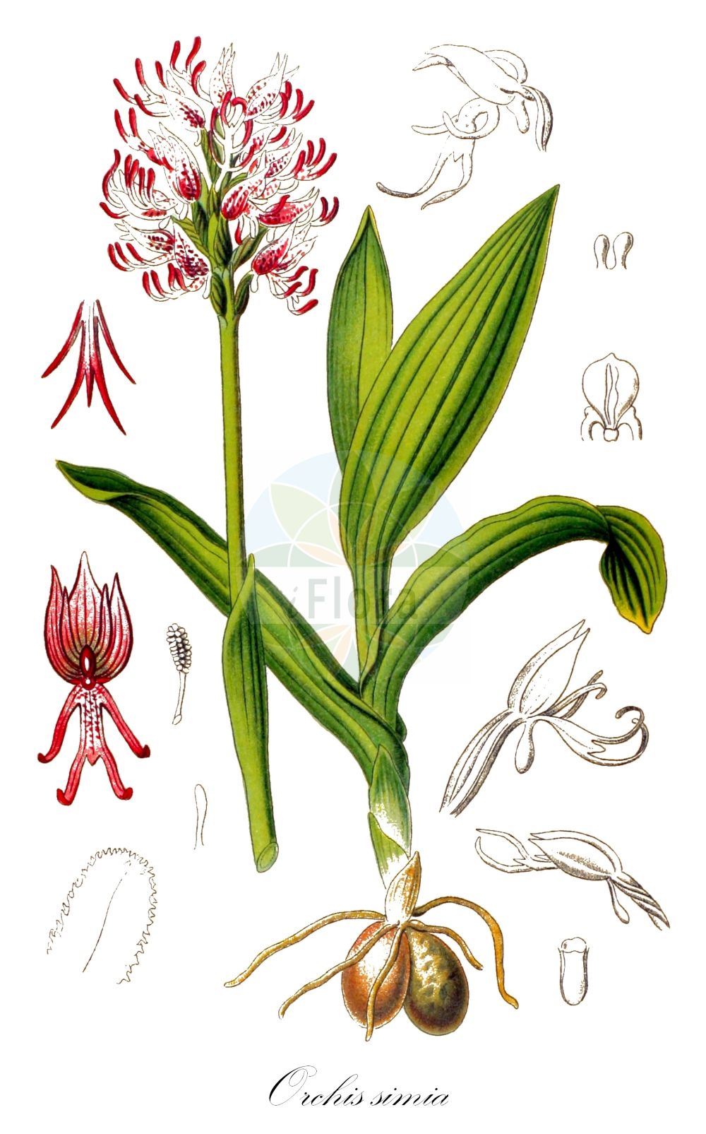 Orchis simia - Orchidaceae,Plantae,Pteridobiotina,Angiosperms,Asparagales,Orchidaceae,Orchis,Orchis simia,Orchis cercopitheca, Orchis linearis, Orchis militaris, Orchis militaris subsp. simia, Orchis militaris var. laxiflora, Orchis militaris var. simia, Orchis simia f. rotundilobus, Orchis simia prol. brevidens, Orchis simia subsp. simia, Orchis simia subsp. taubertiana, Orchis simia var. alba, Orchis simia var. brevidens, Orchis simia var. cercopitheca, Orchis simia var. laxiflora, Orchis smithii, Orchis taubertiana, Orchis tephrosanthos var. cercopitheca, Orchis zoophora, Strateuma militaris,Affen-Knabenkraut;monkey orchid;Orchis singe;orchis guerrier;Orchide omiciattolo;aapjesorchis;ятрышник обезьяний;salep püskülü;salep;flor del simi;majmunov kaćun;opičja kukavica;majomkosbor;pribolnic;маймунски салеп