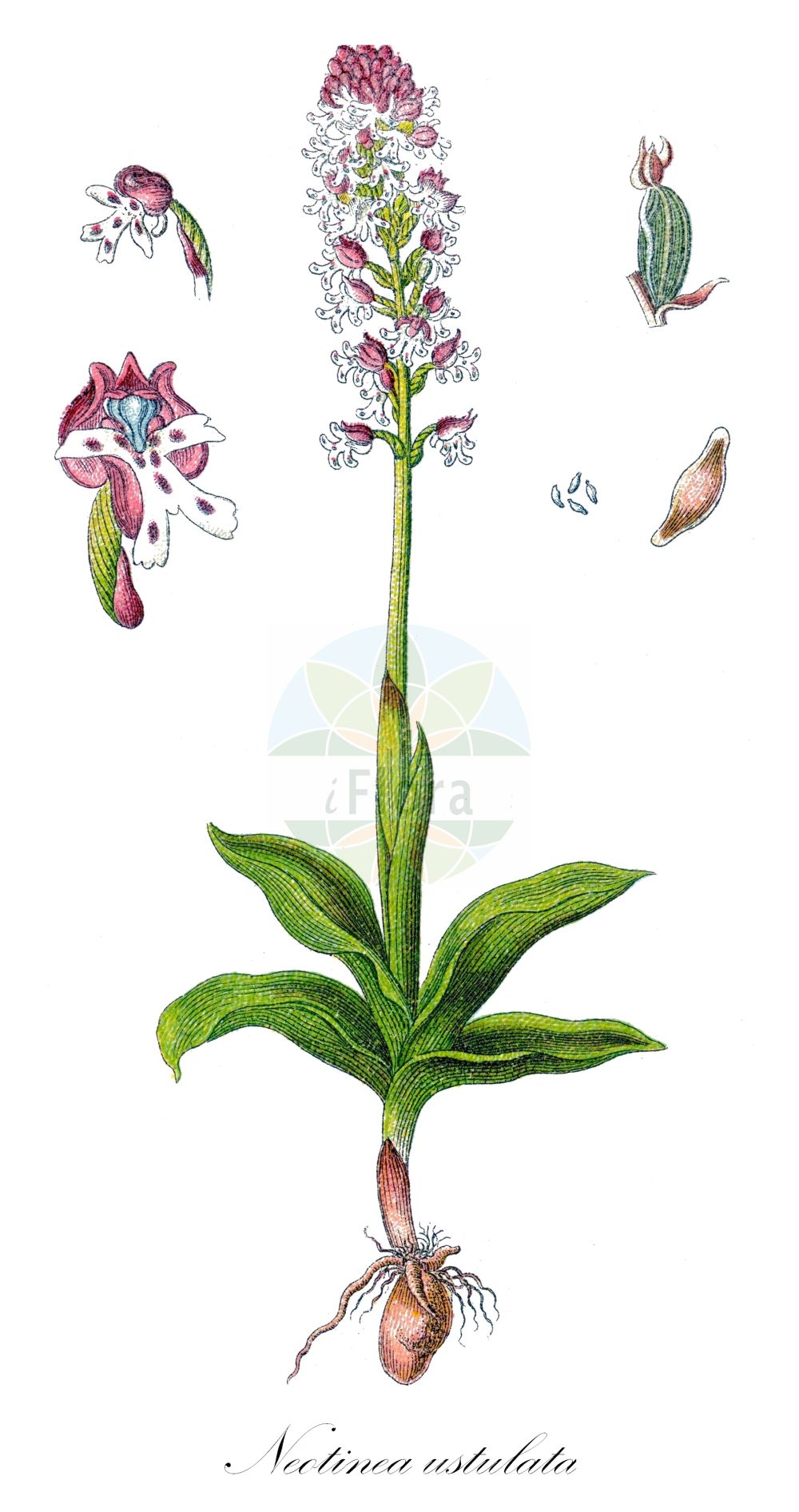 Neotinea ustulata - Orchidaceae,Plantae,Pteridobiotina,Angiosperms,Asparagales,Orchidaceae,Neotinea,Neotinea ustulata,Odontorchis ustulata, Orchis ustulata, Orchis ustulata f. leopoliensis,Brand-Knabenkraut;Frühlings-Brand-Knabenkraut;Sommer-Brand-Knabenkraut;Schwärzliches Knabenkraut;Gebrannte Orchis;burnt orchid;dark-winged orchid;orchis brûlé;Orchis brûlé;orchis mignon;orquídea manchada;Orchide bruciacchiata;sipho macchiettato;aangebrande orchis;ятрышник обожжённый;benli salep;salep;orquis socarrat;crnocrveni kaćun;krutbrännare;bakke-gøgeurt;storczyk drobnokwiatowy;sömörös kosbor;sömörös pettyeskosbor;vstavač osmahlý;orhidee;neotinea počerná;зозулинець обпалений;изпорка;опърлен салеп;tõmmu käpp;deguma dzegužpuķe;smulkiažiedė gegužraibė