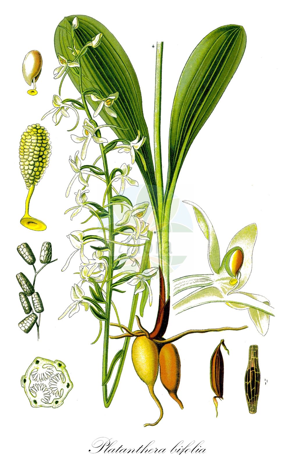 Platanthera bifolia - Orchidaceae,Plantae,Pteridobiotina,Angiosperms,Asparagales,Orchidaceae,Platanthera,Platanthera bifolia,Conopsidium sthenantherum, Gymnadenia bifolia, Habenaria bifolia, Lysias bifolia, Orchis alba, Orchis bifolia, Orchis stenanthera, Platanthera bifolia f. densiflora, Platanthera bifolia f. latiflora, Platanthera bifolia f. pervia, Platanthera bifolia f. trifoliata, Platanthera bifolia var. latiflora, Platanthera bifolia var. pervia, Platanthera solstitialis, Platanthera solstitialis var. pervia, Platanthera solstitialis var. trifoliata, Satyrium bifolium, Sieberia bifolia,Weiße Waldhyazinthe;Zweiblättrige Waldhyazinthe;Zweiblättrige Kuckucksblume;Weißes Breitkölbchen;lesser butterfly-orchid;Platanthère à fleurs blanches;Platanthère à deux feuilles;double-feuille;orchis à deux feuilles;orchis blanc;platantera comune;satirión blanco;satirión blanco de dos hojas;Platantera comune;welriekende nachtorchis;satirião bifoliado;любка двулистная;guguk salebi;platantera dygjethëshe;platanterë;platantera bifòlia;mirisavi dvolist;nattviol;bakke-gøgelilje;gołek biały;podkolan biały;dvolistni vimenjak;kétlevelű sarkvirág;vemeník dvoulistý;stupiniță;vemenník dvojlistý;vemenník dvojlistý biely;любка дволиста;двулистна платантера;kahelehine käokeel;smaržīga naktsviole;vanleg nattfiol;valkolehdokki;бијели вимењак;дволисни вимењљк;dvilapė blandis;xì jù shé chún lán;细距舌唇兰