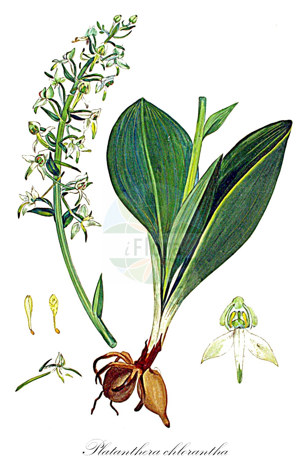 Platanthera chlorantha - Orchidaceae,Plantae,Pteridobiotina,Angiosperms,Asparagales,Orchidaceae,Platanthera,Platanthera chlorantha,Conopsidium platantherum, Gymnadenia chlorantha, Habenaria chlorantha, Habenaria chloroleuca, Habenaria montana, Habenaria virescens, Orchis bifolia var. elatior, Orchis bifolia var. macroglossa, Orchis chlorantha, Orchis montana, Orchis platanthera, Orchis virescens, Platanthera bifolia subsp. chlorantha, Platanthera bifolia subsp. chlorantha, Platanthera bifolia var. montana, Platanthera chlorantha f. bracteata, Platanthera chlorantha f. grandiflora, Platanthera chlorantha var. angustata, Platanthera chlorantha var. grandiflora, Platanthera chlorantha var. gselliana, Platanthera chlorantha var. montana, Platanthera chlorantha var. robusta, Platanthera montana, Platanthera montana var. gselliana, Platanthera virescens, Pseudanthera breadalbanensis,Grünliche Waldhyazinthe;Berg-Waldhyazinthe;Berg-Kuckucksblume;Grünliche Kuckucksblume;Grünliches Breitkölbchen;greater butterfly-orchid;Platanthère à fleurs verdâtres;orchis des montagnes;orchis verdâtre;platanthère des montagnes;platanthère verte;satirión verde;Platantera verdastra;bergnachtorchis;satirião verde;любка зеленоцветковая;çarpık salep;platanterë;platantera de muntanya;zelenkasti dvolist;grönvit nattviol;skov-gøgelilje;podkolan zielonawy;zelenkasti vimenjak;zöldes sarkvirág;vemeník zelenavý;vemenník zelenkastý;любка зеленоквіткова;зеленоцветна платантера;rohekaas käokeel;zaļziedu naktsvijole;grov nattfiol;keltalehdokki;žalsvažiedė blandis;èr yè shé chún lán;二叶舌唇兰
