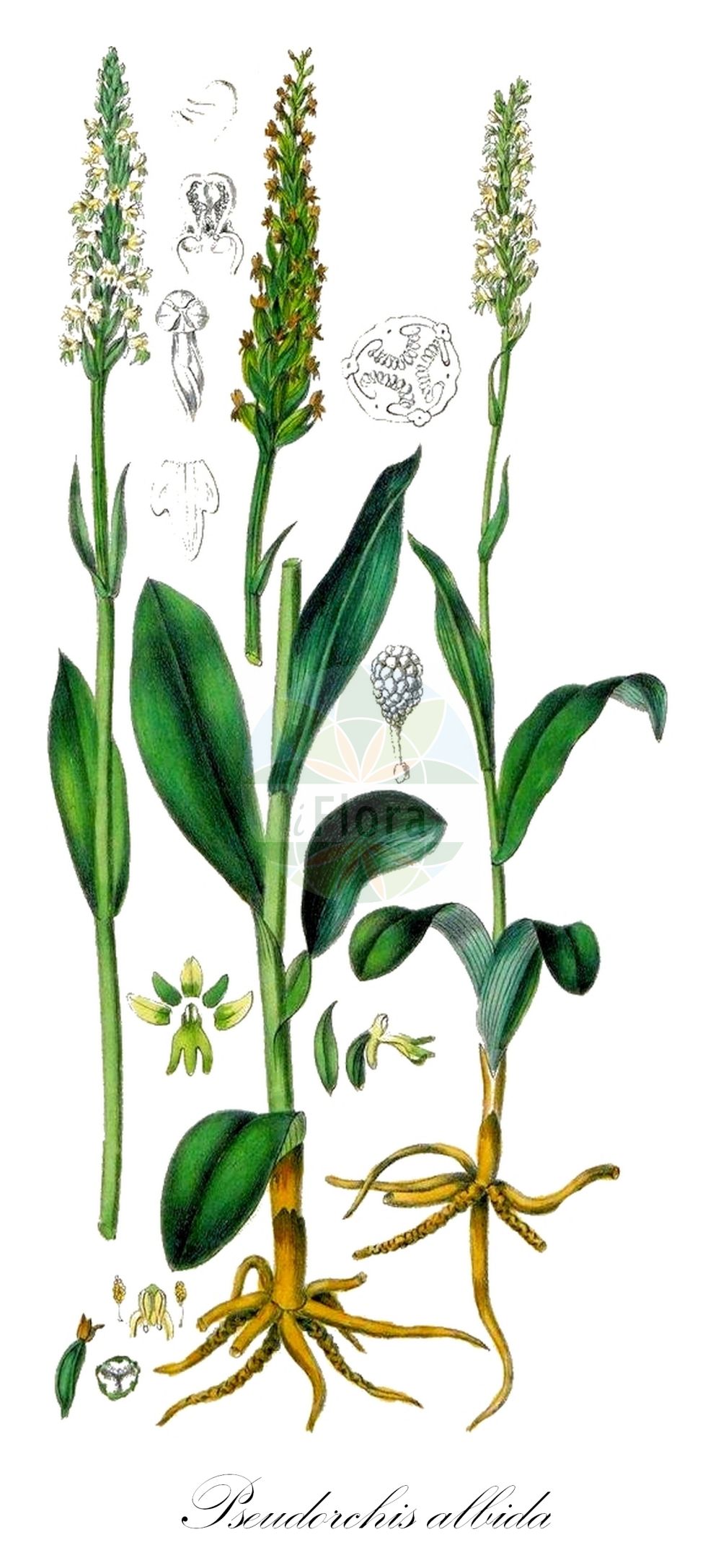 Pseudorchis albida - Orchidaceae,Plantae,Pteridobiotina,Angiosperms,Asparagales,Orchidaceae,Pseudorchis,Pseudorchis albida,Bicchia albida, Bicchia albida var. tricuspis, Blephariglottis albiflora, Chamorchis albida, Coeloglossum albidum, Entaticus albidus, Entaticus albidus var. major, Gymnadenia albida, Gymnadenia albida f. minor, Gymnadenia albida f. subalpina, Gymnadenia albida f. tricuspis, Gymnadenia albida subsp. straminea, Gymnadenia albida var. borensis, Gymnadenia albida var. tricuspis, Gymnadenia straminea, Habenaria albida, Habenaria albida var. straminea, Habenaria densiflora, Habenaria straminea, Habenaria transsilvanica, Leucorchis albida, Leucorchis albida f. breviloba, Leucorchis albida f. lucida, Leucorchis albida f. subalpina, Leucorchis albida f. tricuspis, Leucorchis albida subsp. straminea, Leucorchis albida var. breviloba, Leucorchis albida var. tricuspis, Leucorchis lucida, Leucorchis straminea, Orchis albida, Orchis alpina, Orchis parviflora, Peristylus albidus, Platanthera albida, Platanthera albida var. straminea, Pseudorchis albida f. straminea, Pseudorchis albida f. tricuspis, Pseudorchis albida subsp. albida, Pseudorchis albida subsp. straminea, Pseudorchis albida subsp. tricuspis, Pseudorchis albida var. tricuspis, Pseudorchis alpina, Pseudorchis straminea, Pseudorchis tricuspis, Satyrium albidum, Satyrium scanense, Satyrium trifidum, Sieberia albida,Weißzüngel;Dreizipfliges Weißzüngel;Gewöhnliche Weißzunge;Dreizipflige Weißzunge;Weißliche Höswurz;Weißzunge;Weißzüngel;Weiße Nacktdrüse;Eigentliches Weißzüngel;small-white orchid;small-white orchis;Orchis miel;Pseudorchis blanchâtre;orchis blanc;orchis blanchâtre;Orchide candida;orchidea alpina;witte muggenorchis;леукорхис беловатая;леукорхис соломенный;saleprremë;orquide blanc;bjeličasti vranjak;vityxne;fjällyxne;hvid sækspore;hvid trådspore;hvid sækspore;gołek białawy;belkaste ročice;halovány bibircsvirág;běloprstka bělavá;orhidee;bieloprst belavý;левкорхіс білуватий;белезникава гимнадения;kvitkurle;бели врањак