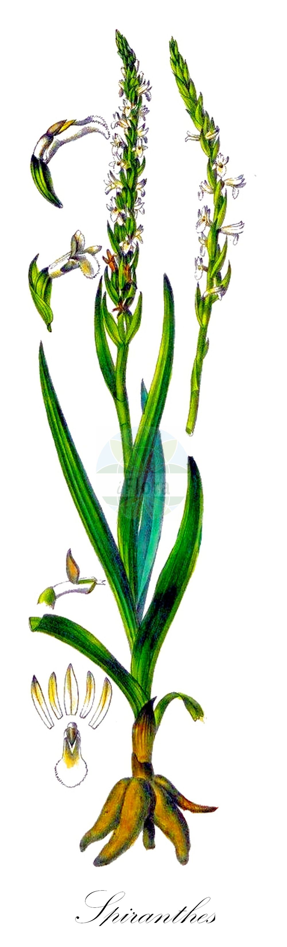 Spiranthes aestivalis - Orchidaceae,Plantae,Pteridobiotina,Angiosperms,Asparagales,Orchidaceae,Spiranthes,Spiranthes aestivalis,Gyrostachys aestivalis, Neottia aestivalis, Neottia aestivalis, Ophrys aestiva, Ophrys aestivalis, Tussaca aestivalis,Sommer-Wendelorchis;Sommer-Drehwurz;Sommer-Wendelähre;Sommer-Schraubenständel;Sommer-Schraubenstendel;summer lady's-tresses;Spiranthe d'été;Viticcini estivi;viticcini d'estate;zomerschroeforchis;скрученник летний;güz salebi;espirant estival;ljetna zasukica;kręczynka jesienna;poletna škrbica;nyári füzértekercs;švihlik letni;pokrut letný;засучак;ανοιξιάτικος σπείρανθος