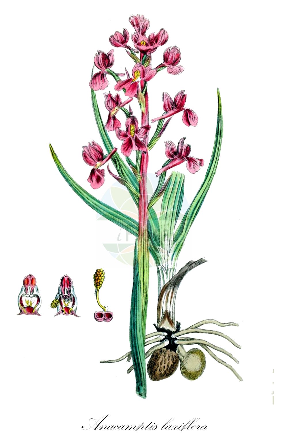 Anacamptis laxiflora - Orchidaceae,Plantae,Pteridobiotina,Angiosperms,Asparagales,Orchidaceae,Anacamptis,Anacamptis laxiflora,Herorchis laxiflora, Orchis laxiflora, Orchis laxiflora f. albiflora, Orchis palustris subsp. laxiflora, Paludorchis laxiflora,Dinsmores-Knabenkraut;Sumpf-Knabenkraut;Lockerblütiges Knabenkraut;bog orchid;Orchis à fleurs lâches;orchis à fleures lâches;pentecôte;Orchide acquatica;ijle orchis;ijme moerasorchis;ятрышник рыхлоцветковый;salep sümbülü;salep;orquis palustre;rahlocvjetni kaćun;rahlocvetna kukavica;зозулинець рідкоквітковий;блатен салеп;рядкоцветен салеп;велики каћунак;sachlav habbitzot;סַחְלַב הַבִּצּוֹת
