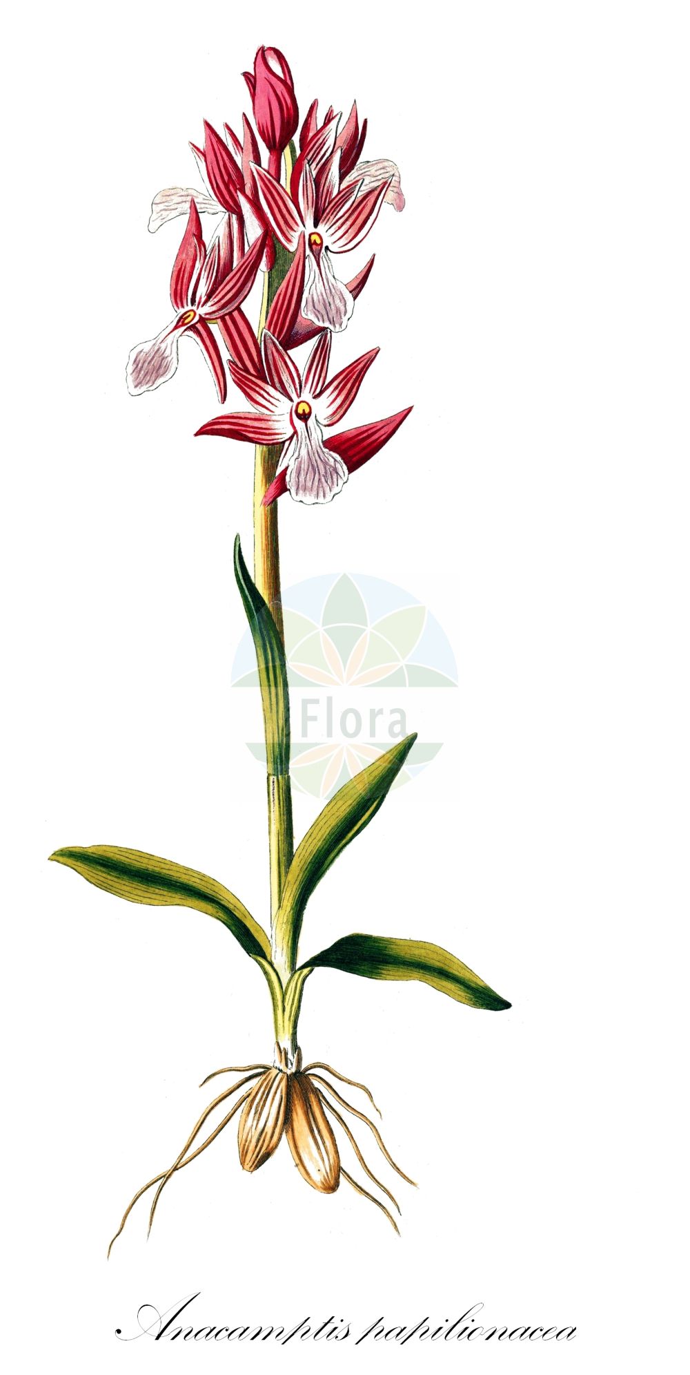 Anacamptis papilionacea - Orchidaceae,Plantae,Pteridobiotina,Angiosperms,Asparagales,Orchidaceae,Anacamptis,Anacamptis papilionacea,Herorchis papilionacea, Orchis papilionacea, Orchis papilionacea f. rubra, Orchis papilionacea subsp. expansa, Orchis papilionacea subsp. grandiflora, Orchis papilionacea subsp. rubra, Orchis papilionacea var. decipiens, Orchis papolionacea var. bruhnsia, Vermeulenia papilionacea,Schmetterlings-Knabenkraut;Orchis papillon;grand orchis papillon;hierba del muchacho;lirios rojos;orquídea mariposa;Orchide a farfalla;cipressini;vlinderorchis;erva-borboleta;ятрышник мотыльковый;salep;abellera papallona;leptirasti kaćun;metuljasta kukavica;пеперудовиден салеп;црвени каћунак;sachlav parperani;סַחְלָב פַּרְפְּרָנִי