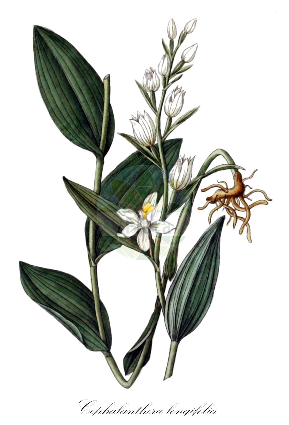 Cephalanthera longifolia - Orchidaceae,Plantae,Pteridobiotina,Angiosperms,Asparagales,Orchidaceae,Cephalanthera,Cephalanthera longifolia,Cephalanthera acuminata, Cephalanthera alpicola, Cephalanthera alpicola var. shizuoi, Cephalanthera angustifolia, Cephalanthera conferta, Cephalanthera elegans, Cephalanthera ensifolia, Cephalanthera ensifolia, Cephalanthera ensifolia var. acuminata, Cephalanthera ensifolia var. cesari-gonzalezii, Cephalanthera ensifolia var. maravignae, Cephalanthera erecta var. shizuoi, Cephalanthera grandiflora, Cephalanthera lonchophylla, Cephalanthera longifolia f. angustifolia, Cephalanthera longifolia f. conformis, Cephalanthera longifolia f. latifolia, Cephalanthera longifolia f. longibracteata, Cephalanthera longifolia f. pilosa, Cephalanthera longifolia f. pumila, Cephalanthera longifolia subsp. conferta, Cephalanthera longifolia var. gibbosa, Cephalanthera longifolia var. latifolia, Cephalanthera longifolia var. pilosa, Cephalanthera longifolia var. rosea, Cephalanthera mairei, Cephalanthera maravignae, Cephalanthera pallens, Cephalanthera shizuoi, Cephalanthera taiwaniana, Cephalanthera thomsonii, Cephalanthera xiphophylla, Cephalanthera xiphophyllum var. latifolia, Cymbidium xiphophyllum, Epipactis ensifolia, Epipactis ensifolia, Epipactis grandiflora, Epipactis grandifolia, Epipactis longifolia, Epipactis longifolia var. gibbosa, Epipactis longifolia var. longibracteata, Epipactis longifolia var. pilosa, Epipactis pallens, Epipactis pallida, Epipactis xiphophylla, Helleborine longifolia, Limodorum acuminatum, Limodorum grandiflorum, Limodorum longifolium, Serapias alba, Serapias ensifolia, Serapias grandiflora, Serapias grandiflora subsp. ensifolia, Serapias grandiflora var. ensifolia, Serapias helleborine var. longifolia, Serapias lonchophyllum, Serapias longifolia, Serapias longifolia, Serapias longifolia, Serapias nivea, Serapias pallida, Serapias xiphophyllum,Langblättriges Waldvöglein;Schwertblättriges Waldvögelein;Schwertblättriges Waldvöglein;Langblättriges Waldvögelein;narrow-leaved helleborine;long-leaved helleborine;sword-leaved helleborine;Céphalanthère à longues feuilles;céphalanthère à feuilles en épée;cefalantera blanca;cefalantera de hoja grande;gallos;Cefalantera maggiore;elleborine bianca;wit bosvogeltje;пыльцеголовник длиннолистный;kurtkuşçuğu;cefalanterë;curraià blanc;dugolisna naglavica;svärdsyssla;vit skogslilja;sværd-skovlilje;buławnik mieczolistny;dolgolistna naglavka;kardos madársisak;okrotice dlouholistá;buruiana de junghiuri;buruiană de junghiuri;prilbovka dlholistá;булатка довголиста;дълголистен главопрашник;valge tolmpea;garlapu cefalantēra;kvit skogfrue;miekkavalkku;sachlevan hachoresh;סַחְלְבַן הַחֹרֶשׁ;kardalapis garbenis;tóu ruǐ lán;头蕊兰