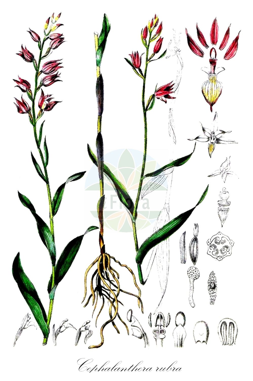 Cephalanthera rubra - Orchidaceae,Plantae,Pteridobiotina,Angiosperms,Asparagales,Orchidaceae,Cephalanthera,Cephalanthera rubra,Cephalanthera comosa, Cephalanthera rubra f. alba, Cephalanthera rubra f. comosa, Cephalanthera rubra f. latior, Cephalanthera rubra f. parviflora, Cephalanthera rubra f. tenczyniensis, Cephalanthera rubra lus. albiflora, Cephalanthera rubra var. comosa, Cephalanthera rubra var. leucantha, Cephalanthera rubra var. tenczyniensis, Cymbidium rubrum, Dorycheile rubra, Epipactis purpurea, Epipactis rubra, Epipactis rubra lus. albiflora, Epipactis rubra lus. parviflora, Epipactis rubra var. parviflora, Helleborine rubra, Limodorum rubrum, Serapias rubra,Rotes Waldvöglein;Rotes Waldvögelein;red helleborine;Céphalanthère rouge;elléborine rouge;pentecôte;penterote;cefalantera roja;orquídea roja de bosque;Cefalantera rossa;cefalanthera rossa;elleborine rossa;rood bosvogeltje;пыльцеголовник красный;çamçiçeği;cefalanterë;curraià;curraià vermell;crvena naglavica;röd skogslilja;rød skovlilje;buławnik czerwony;rdeča naglavka;piros madársisak;okrotice červená;căpşunică;capsunica roz;prilbovka červená;булатка червона;червен главопрашник;punane tolmpea;sarkanā cefalantēra;raud skogfrue;punavalkku;raudonasis garbenis