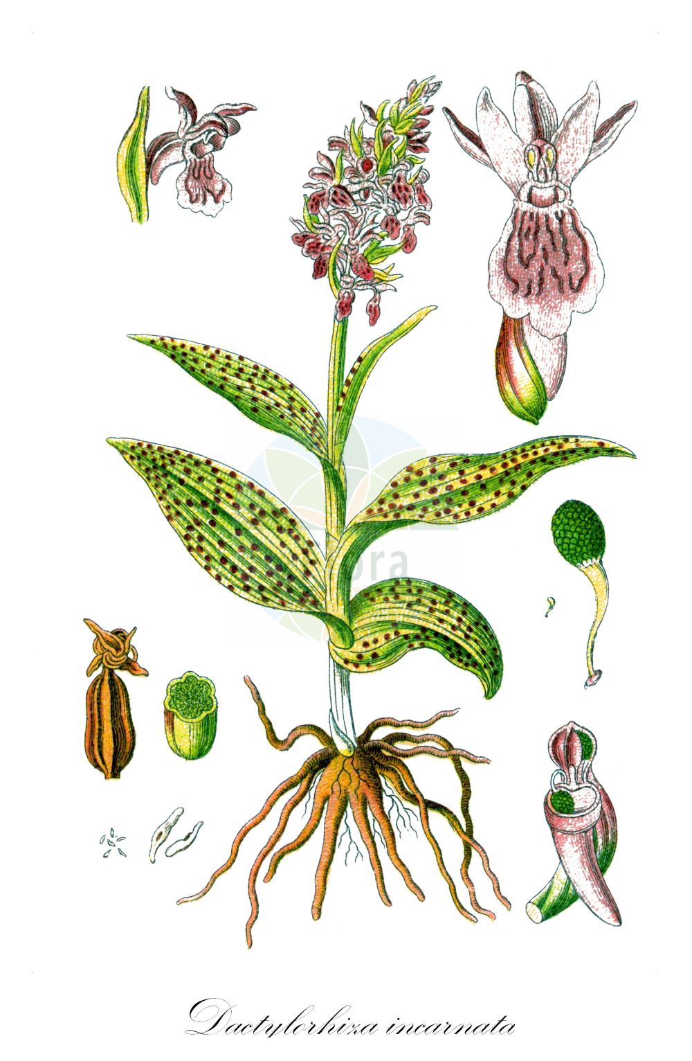 Dactylorhiza incarnata - Orchidaceae,Plantae,Pteridobiotina,Angiosperms,Asparagales,Orchidaceae,Dactylorhiza,Dactylorhiza incarnata,Dactylorchis incarnata, Dactylorchis incarnata var. rhombeilabia, Dactylorhiza strictifolia, Orchis incarnata, Orchis incarnata f. fraasii, Orchis incarnata f. retusa, Orchis incarnata f. rhombeilabia, Orchis incarnata subsp. fraasii, Orchis incarnata var. fraasii, Orchis latifolia subsp. incarnata, Orchis latifolia subsp. incarnata, Orchis latifolia var. incarnata, Orchis maculata subsp. incarnata, Orchis mixta var. incantata,Fleischrote Fingerwurz;Steifblättrige Fingerwurz;Fleischfarbenes Knabenkraut;Blassgelbes Knabenkraut;Blutrote Kuckucksblume;Blassgelbe Kuckucksblume;Blutrotes Knabenkraut;Steifblättriges Knabenkraut;Fleischrote Kuckucksblume;Fleischrotes Knabenkraut;early marsh-orchid;marsh orchid;Orchis incarnat;Orchide palmata;vleeskleurige orchis;satirião-bastardo;пальчатокоренник мясо-красный;ятрышник мясо-красный;azsalep;daktilorhizë;kukuljičasti kaćun;ängsnycklar;kødfarvet gøgeurt;kukułka krwista;stoplamek krwisty;storczyk krwisty;mesnordeča prstasta kukavica;hússzínű ujjaskosbor;prstnatec pleťový;vstavačovec strmolistý pravý;месночервен салеп;kahkjaspunane sõrmkäpp;stāvlapu dzegužpirkstīte;engmarihand;punakämmekkä;raudonoji gegūnė