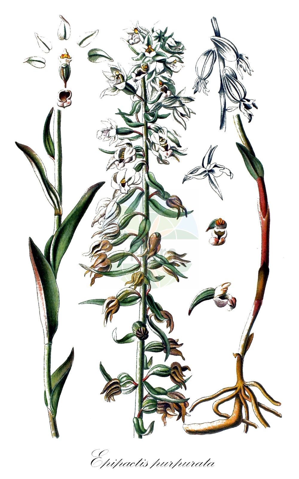 Epipactis purpurata - Orchidaceae,Plantae,Pteridobiotina,Angiosperms,Asparagales,Orchidaceae,Epipactis,Epipactis purpurata,Epipactis helleborine var. violacea, Epipactis latifolia subsp. purpurata, Epipactis latifolia subsp. violacea, Epipactis latifolia subsp. viridiflora, Epipactis latifolia var. bracteis-longioribus, Epipactis latifolia var. purpurata, Epipactis varians, Helleborine purpurata, Helleborine violacea, Serapias latifolia var. sylvestris,Violette Ständelwurz;Violette Stendelwurz;violet helleborine;Epipactis pourprée;elléborine pourpre;épipactis pourpre;épipactis pourprée;épipactis violacé;heleborina púrpura;Elleborine purpurea;paarse wespenorchis;violette wespenorchis;дремлик пурпуровый;mångblommig knipprot;tætblomstret hullæbe;kruszczyk siny;purpurna močvirnica;bíboribolya nőszőfű;kruštík modrofialový;kruštík modrofialový;коручка пурпурова