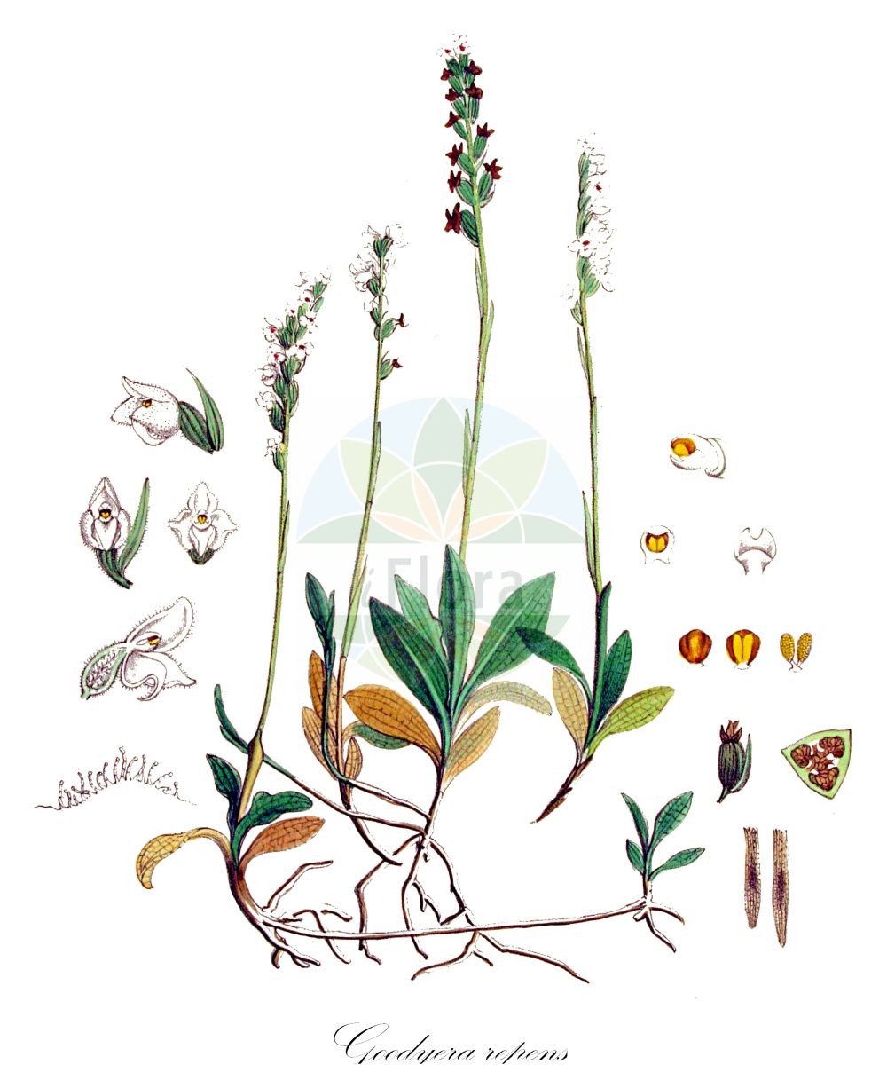 Goodyera repens - Orchidaceae,Plantae,Pteridobiotina,Angiosperms,Asparagales,Orchidaceae,Goodyera,Goodyera repens,Elasmatium repens, Epipactis chinensis, Epipactis mairei, Epipactis repens, Epipactis repens var. ophioides, Gonogona repens, Goodyera brevis, Goodyera chinensis, Goodyera mairei, Goodyera ophioides, Goodyera pubescens var. repens, Goodyera repens f. ophioides, Goodyera repens subsp. ophioides, Goodyera repens var. japonica, Goodyera repens var. ophioides, Goodyera repens var. repens, Neottia repens, Orchiodes repens, Orchiodes resupinata, Orchis repens, Peramium repens, Peramium repens var. ophioides, Peramium secundum, Satyrium hirsutum, Satyrium repens, Serapias repens, Tussaca repens, Tussaca secunda,Kriechendes Netzblatt;Netzblatt;Kriechständel;Mooswurz;Kriechstendel;Moosorchis;creeping lady's-tresses;dwarf rattlesnake-plantain;lesser rattlesnake-plantain;goodyérie rampante;adder's tongue;lesser rattlesnake plantain;rattlesnake plantain;Goodyère rampante;goodyéra rampant;trenza de dama;Godyera;godiera;satirio serpeggiante;dennenorchis;гудайера ползучая;yersalebi;godiera;puzava oštropelutka;knärot;knærod;tajęża jednostronna;hime-miyama-uzura;ヒメミヤマウズラ;plazeča mrežolistnica;avarvirág;smrkovník plazivý;smrečinovec plazivý;гудайєра повзуча;пълзяща гудиера;roomav öövilge;ložņu saulenīte;knerot;yövilkka;оштропелудка;šliaužiančioji sidabriukė;xiao ban ye lan;xiǎo bān yè lán;小斑叶兰