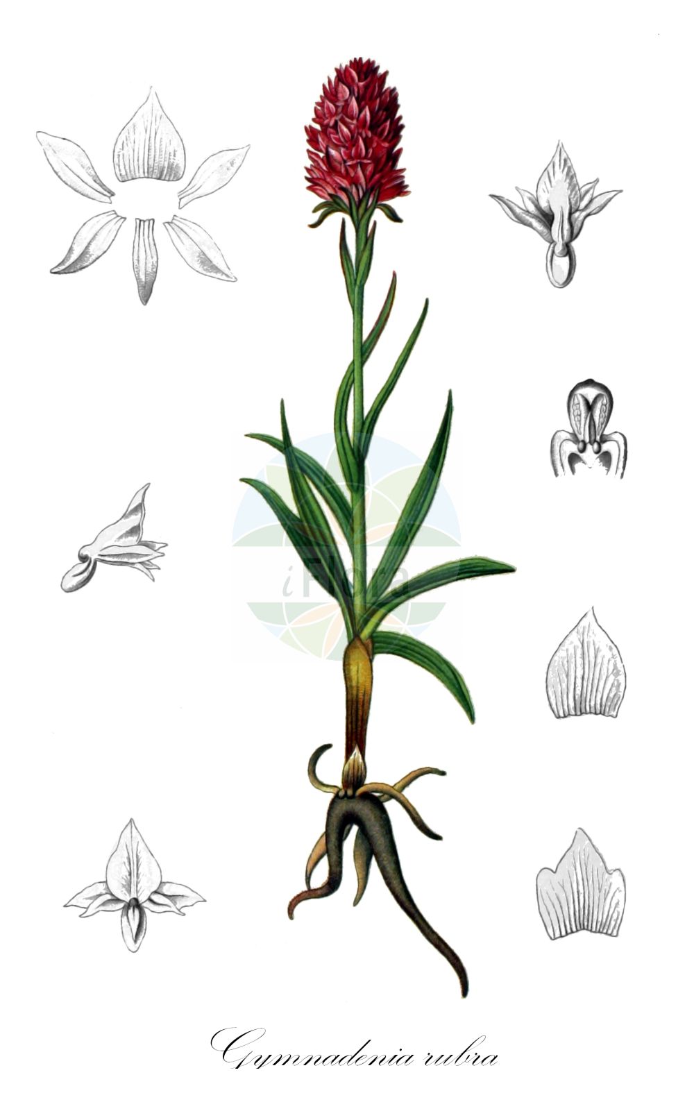 Gymnadenia miniata - Orchidaceae,Plantae,Pteridobiotina,Angiosperms,Asparagales,Orchidaceae,Gymnadenia,Gymnadenia miniata,Gymnadenia hygrophila, Gymnadenia miniata f. hygrophila, Gymnadenia miniata f. rosea, Gymnadenia nigra subsp. rubra, Gymnadenia nigra var. rubra, Gymnadenia rubra, Gymnadenia rubra f. hygrophila, Gymnadenia rubra f. rosea, Nigritella hygrophila, Nigritella hygrophila var. pauciflora, Nigritella miniata, Nigritella nigra subsp. rubra, Nigritella nigra var. rubra, Nigritella rubra, Nigritella rubra f. carpatica, Nigritella rubra f. rosea, Nigritella rubra f. wettsteinii, Nigritella rubra subsp. dolomitensis, Orchis miniata,Österreichisches Schwarzes Kohlröschen;Österreichisches Kohlröschen;Feuchtigkeitsliebendes Kohlröschen;Rotes Kohlröschen