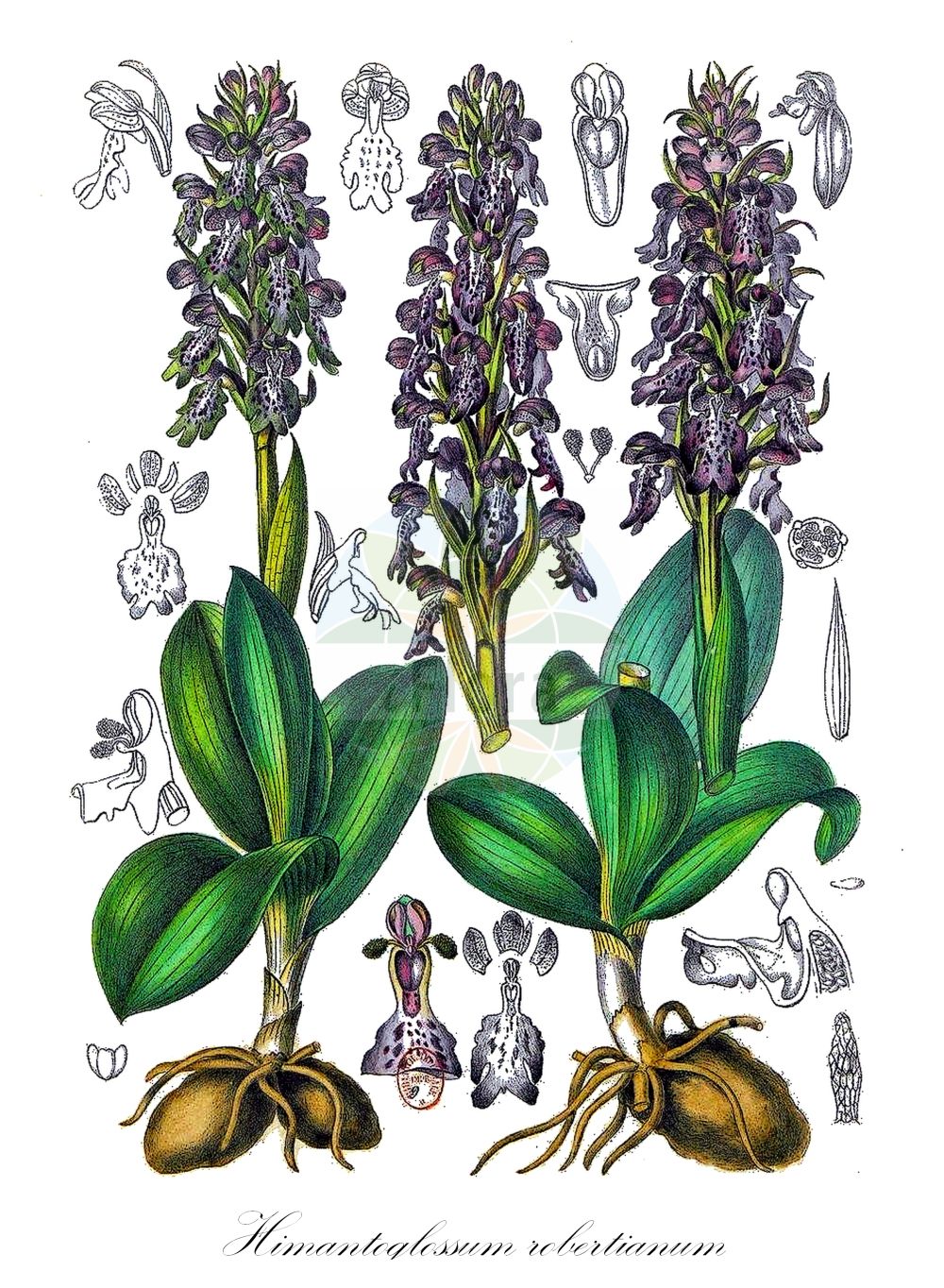 Himantoglossum robertianum - Orchidaceae,Plantae,Pteridobiotina,Angiosperms,Asparagales,Orchidaceae,Himantoglossum,Himantoglossum robertianum,Aceras longibracteata var. gallica, Aceras longibracteata var. sicula, Aceras longibracteatum, Aceras longibracteatum var. gallica, Aceras longibracteatum var. sicula, Barlia longibracteata, Barlia longibracteata var. gallica, Barlia longibracteata var. sicula, Barlia robertiana, Barlia robertiana f. sicula, Barlia robertiana var. candida, Himantoglossum longibracteatum, Himantoglossum longibracteatum var. gallicum, Himantoglossum longibracteatum var. siculum, Himantoglossum robertianum f. candidum, Himantoglossum robertianum f. gallicum, Himantoglossum robertianum f. siculum, Loroglossum longibracteatum, Orchis coriophora var. cassidea, Orchis foliosa, Orchis foliosa, Orchis fragrans, Orchis longibracteata, Orchis longibracteata var. gallica, Orchis longibracteata var. gallica, Orchis longibracteata var. sicula, Orchis longibracteata var. sicula, Orchis robertiana,Mast-Knabenkraut;Mastorchis;Roberts Mastorchis;Himantoglosse de Robert;Orchis géant;barlie;barlie de Robert;orchis à longues bractées;compañón;orquídea gigante;orquídea macho;orquidón;Barlia;giglio bratteoso;imantoglosso di Robert;hyacintorchis;salepeira-grande;ремнелепестник Роберта;barlie;mosques grosses;barlija