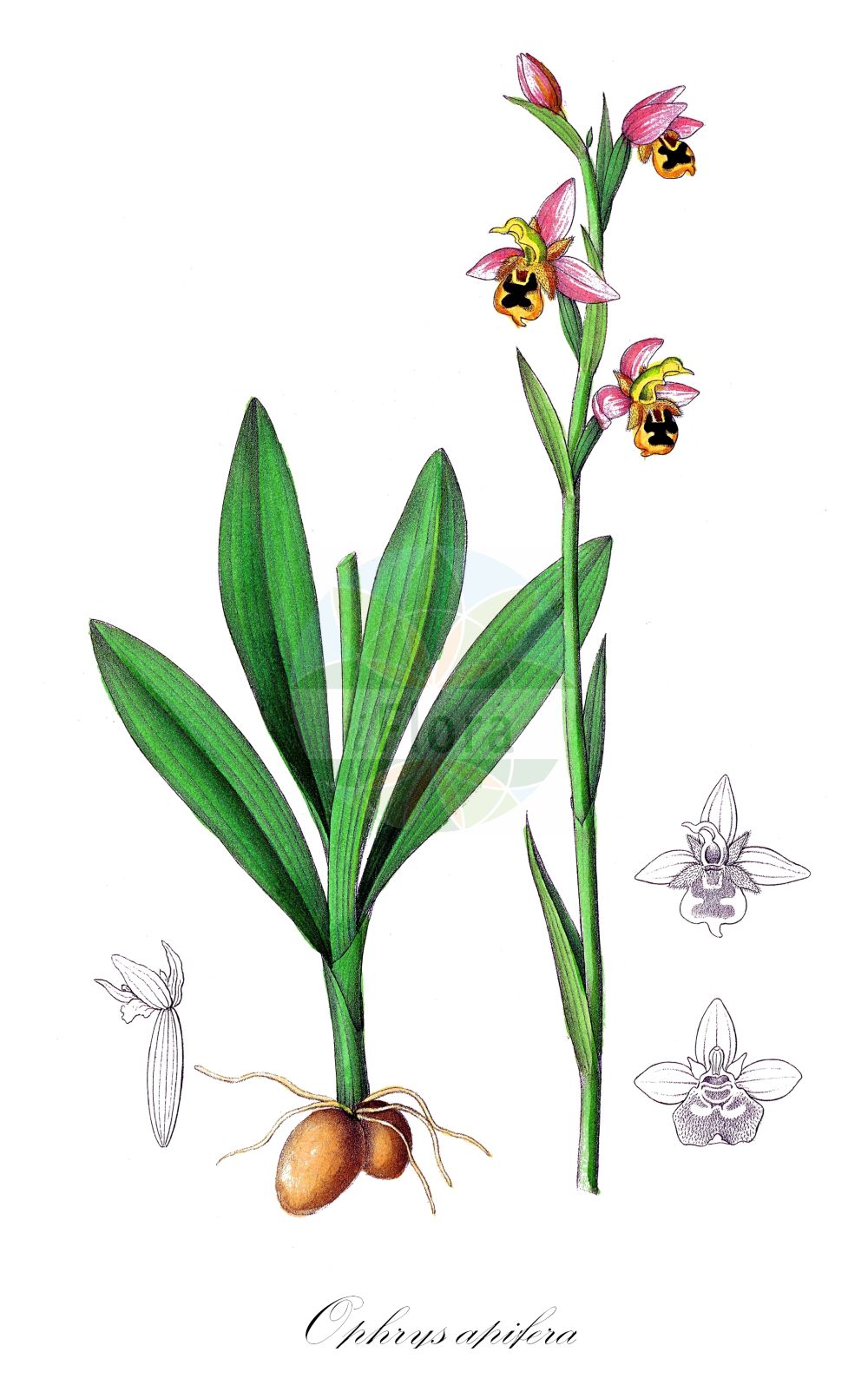 Ophrys apifera - Orchidaceae,Plantae,Pteridobiotina,Angiosperms,Asparagales,Orchidaceae,Ophrys,Ophrys apifera,Arachnites apifera, Cephalophrys integra, Epipactis arachnites, Ophrys adrachnites, Ophrys albiflora, Ophrys apifera f. almaracensis, Ophrys apifera f. aurita, Ophrys apifera f. austroalsatica, Ophrys apifera f. badensis, Ophrys apifera f. basiliensis, Ophrys apifera f. belgarum, Ophrys apifera f. bicolor, Ophrys apifera f. botteronii, Ophrys apifera f. brevilabellata, Ophrys apifera f. chodatii, Ophrys apifera f. curviflora, Ophrys apifera f. flaveola, Ophrys apifera f. flavescens, Ophrys apifera f. friburgensis, Ophrys apifera f. friburgensis, Ophrys apifera f. fulvofusca, Ophrys apifera f. patinata, Ophrys apifera f. pauciflora, Ophrys apifera f. tilaventina, Ophrys apifera f. trollii, Ophrys apifera lus. immaculata, Ophrys apifera prol. botteronii, Ophrys apifera subsp. arachnites, Ophrys apifera subsp. austriaca, Ophrys apifera subsp. botteronii, Ophrys apifera subsp. botteronii, Ophrys apifera subsp. chlorantha, Ophrys apifera subsp. friburgensis, Ophrys apifera subsp. immaculata, Ophrys apifera subsp. jurana, Ophrys apifera subsp. muteliae, Ophrys apifera subsp. olympiadae, Ophrys apifera subsp. purpurea, Ophrys apifera subsp. trollii, Ophrys apifera subsp. trollii, Ophrys apifera var. almaracensis, Ophrys apifera var. atrofusca, Ophrys apifera var. aurita, Ophrys apifera var. austriaca, Ophrys apifera var. badensis, Ophrys apifera var. basiliensis, Ophrys apifera var. belgarum, Ophrys apifera var. bicolor, Ophrys apifera var. botteronii, Ophrys apifera var. brevilabellata, Ophrys apifera var. broteroi, Ophrys apifera var. cambrensis, Ophrys apifera var. chlorantha, Ophrys apifera var. cordatitepala, Ophrys apifera var. curviflora, Ophrys apifera var. emanuelae, Ophrys apifera var. filitepala, Ophrys apifera var. flavescens, Ophrys apifera var. friburgensis, Ophrys apifera var. fulvofusca, Ophrys apifera var. immaculata, Ophrys apifera var. jenensis, Ophrys apifera var. jurana, Ophrys apifera var. laetitiae, Ophrys apifera var. libanotica, Ophrys apifera var. maculata, Ophrys apifera var. muteliae, Ophrys apifera var. olimpiadae, Ophrys apifera var. patinata, Ophrys apifera var. punctata, Ophrys apifera var. purpurata, Ophrys apifera var. purpurea, Ophrys apifera var. quintianensis, Ophrys apifera var. renatae, Ophrys apifera var. saraepontana, Ophrys apifera var. speciosa, Ophrys apifera var. subterrostrunca, Ophrys apifera var. tilaventina, Ophrys apifera var. trollii, Ophrys apifera var. urbinensis, Ophrys aquisgranensis, Ophrys arachnites, Ophrys arachnites, Ophrys asilifera, Ophrys austriaca, Ophrys bicolor, Ophrys botteronii, Ophrys chlorantha, Ophrys epeirophora, Ophrys friburgensis, Ophrys immaculata, Ophrys insectifera subsp. apifera, Ophrys insectifera subsp. arachnites, Ophrys insectifera subvar. aurita, Ophrys insectifera var. arachnites, Ophrys insectifera var. purpurata, Ophrys insectifera var. trollii, Ophrys integra, Ophrys jurana, Ophrys jurana, Ophrys mangini, Ophrys purpurea, Ophrys ripaensis, Ophrys rostrata, Ophrys saraepontana, Ophrys trollii, Ophrys trollii var. virescens, Ophrys truncata, Orchis apifera, Orchis arachnites, Orchis pseudoapifera,Bienen-Ragwurz;Freiburger Bienen-Ragwurz;Gewöhnliche Bienen-Ragwurz;bee orchid;Ophrys abeille;ophrys de Botteron;ophrys du Jura;abejera;abejita;flor de la abeja;Ofride fior delle Api;ofride fior di ape;vesparia;bijenorchis;bijenophrys;erva-abelha;abelha-flor;abelheira;abelhera;abelhinha;alpivre;erva-aranha;офрис пчелоносная;arı salebi;ofris;abellera;abellera vera;abelles;flor d'abella;flor d'abelles;flor de la Mare de Déu;mosques d'ase;sabatetes de la Mare de Déu;pčelina kokica;biblomst;čebeljeliko mačje uho;méhbangó;tořič včelonosný;hmyzovník včelovitý;офрис бджолоносна;пчелица;devoranit haddevorah;דְּבוֹרָנִית הַדְּבוֹרָה