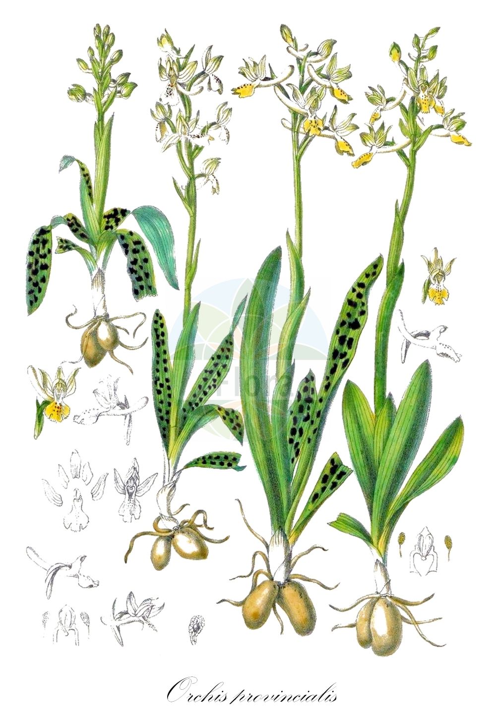 Orchis provincialis - Orchidaceae,Plantae,Pteridobiotina,Angiosperms,Asparagales,Orchidaceae,Orchis,Orchis provincialis,Androrchis provincialis, Androrchis provincialis var. rubra, Androrchis provincialis var. variegata, Orchis cyrilli, Orchis leucostachya, Orchis mascula, Orchis morio var. provincialis, Orchis olbiensis, Orchis pallens, Orchis pallens subsp. provincialis, Orchis pauciflora var. pseudopallens, Orchis provincialis subvar. cyrnaea, Orchis provincialis subvar. yvesii, Orchis provincialis var. cyrnea, Orchis provincialis var. leucostachya, Orchis provincialis var. rubra, Orchis provincialis var. variegata, Orchis provincialis var. yvesii, Orchis pseudopallens,Provence-Knabenkraut;Orchis de Provence;Orchide gialla;stippelorchis;ятрышник провансальский;ятрышник прованский;salep;finobodljasti kaćun;зозулинець прованський;провански салеп