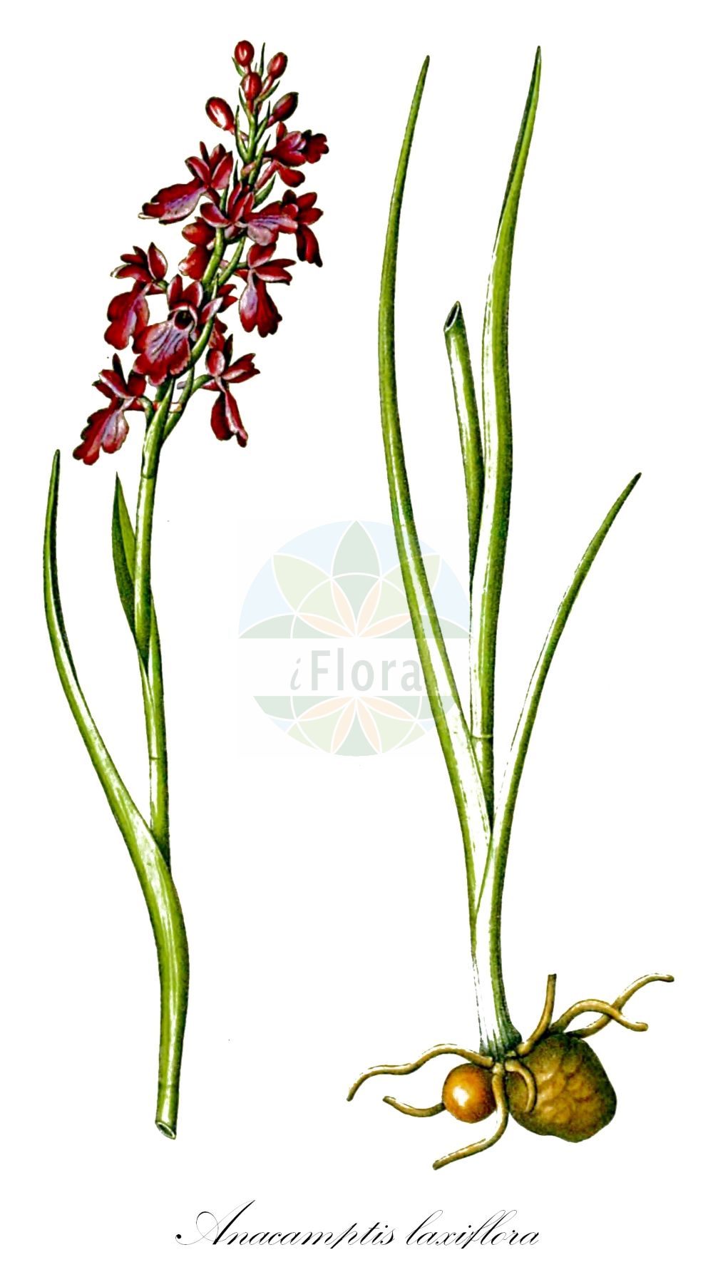 Anacamptis laxiflora - Orchidaceae,Plantae,Pteridobiotina,Angiosperms,Asparagales,Orchidaceae,Anacamptis,Anacamptis laxiflora,Herorchis laxiflora, Orchis laxiflora, Orchis laxiflora f. albiflora, Orchis palustris subsp. laxiflora, Paludorchis laxiflora,Dinsmores-Knabenkraut;Sumpf-Knabenkraut;Lockerblütiges Knabenkraut;bog orchid;Orchis à fleurs lâches;orchis à fleures lâches;pentecôte;Orchide acquatica;ijle orchis;ijme moerasorchis;ятрышник рыхлоцветковый;salep sümbülü;salep;orquis palustre;rahlocvjetni kaćun;rahlocvetna kukavica;зозулинець рідкоквітковий;блатен салеп;рядкоцветен салеп;велики каћунак;sachlav habbitzot;סַחְלַב הַבִּצּוֹת