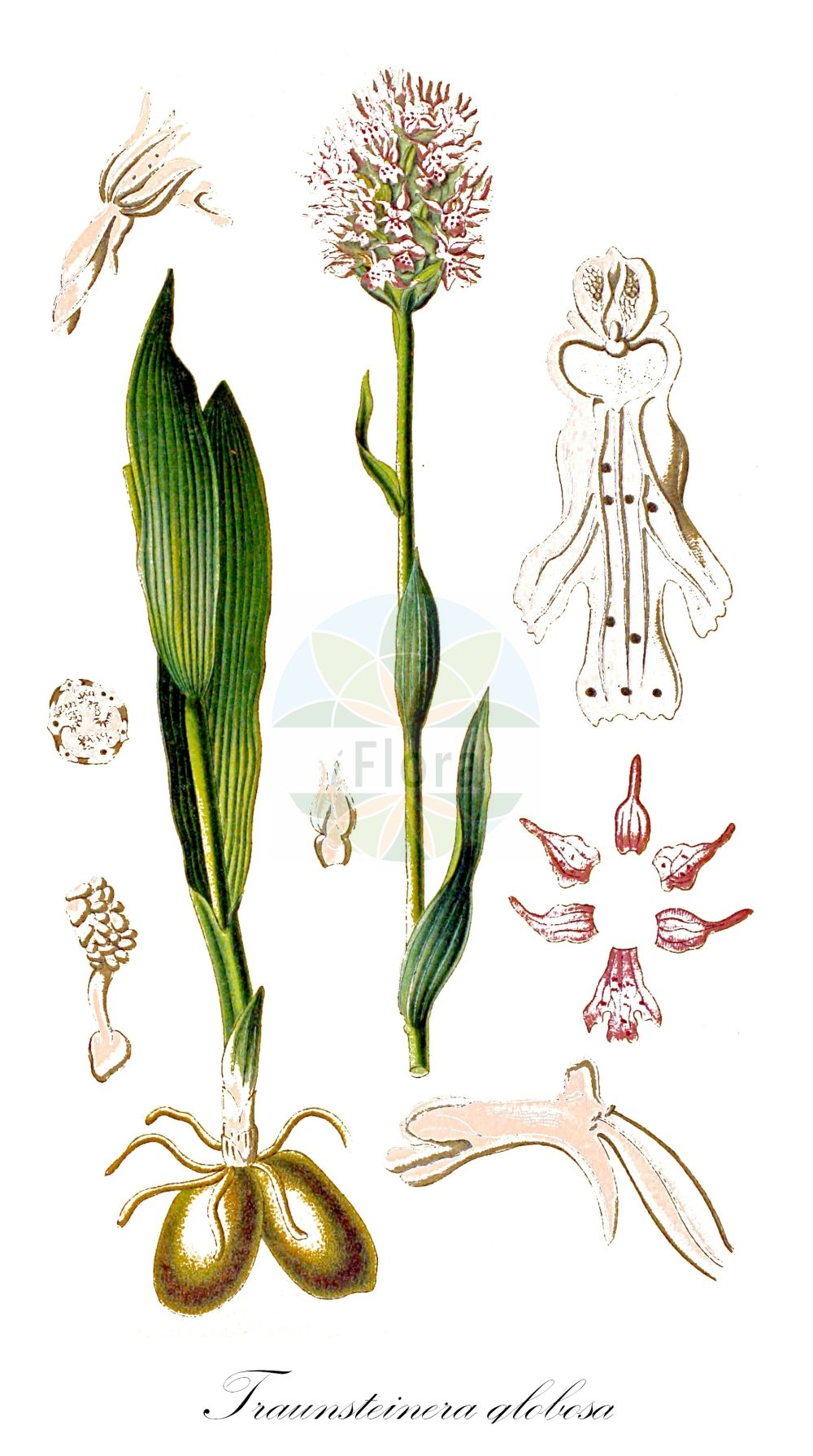Traunsteinera globosa - Orchidaceae,Plantae,Pteridobiotina,Angiosperms,Asparagales,Orchidaceae,Traunsteinera,Traunsteinera globosa,Nigritella globosa, Orchis globosa, Orchis globosa lus. albiflora, Orchis globosa var. albiflora, Orchis globosa var. angustifolia, Orchis globosa var. dentifera, Orchis globosa var. gracilis, Orchis globosa var. major, Orchis globosa var. prutica, Orchis halleri, Orchites globosus, Traunsteinera globosa f. dentifera, Traunsteinera globosa f. gracilis, Traunsteinera globosa f. major, Traunsteinera globosa f. major, Traunsteinera globosa f. prutica, Traunsteinera globosa lus. albiflora,Kugelorchis;Rote Kugelorchis;Kugel-Knabenkraut;Kugelknabenkraut;Kugelständel;globe orchid;round-headed orchid;Orchis globuleux;Orchide dei pascoli;kogelorchis;траунштейнера шаровидная;top salep;traunsteinerë;okruglasti kaćun;storczyca kulista;navadna oblasta kukavica;gömböskosbor;hlavinka horská;orhidee;pavstavač hlavatý;траунштейнера куляста;кълбест салеп