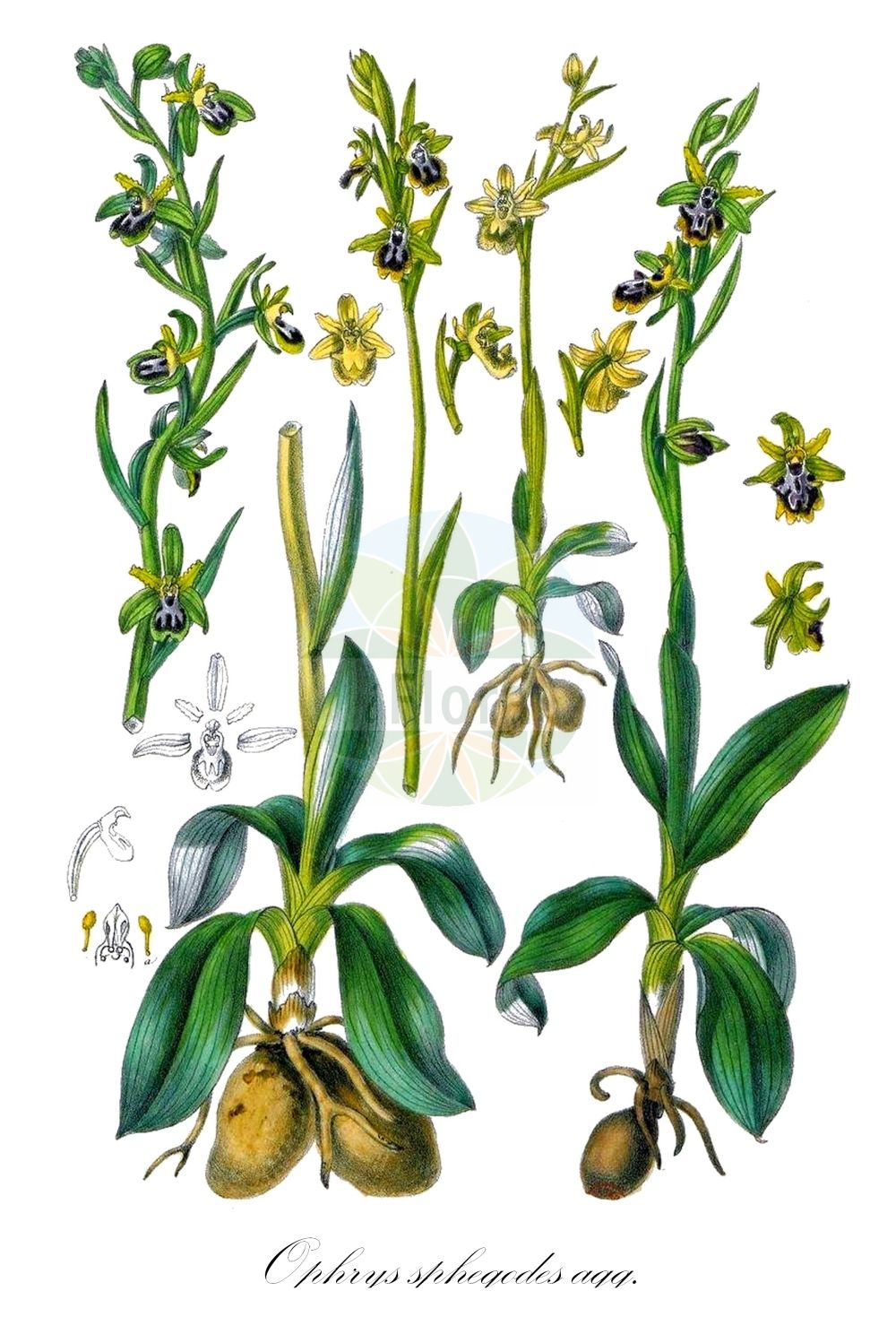Ophrys sphegodes - Orchidaceae,Plantae,Pteridobiotina,Angiosperms,Asparagales,Orchidaceae,Ophrys,Ophrys sphegodes,Ophrys aranifera f. pseudaranifera, Ophrys aranifera subsp. arachnitiformis, Ophrys sphegodes subsp. panormitana,Spinnen-Ragwurz;Gewöhnliche Spinnen-Ragwurz;Echte Spinnen-Ragwurz;Echte Spinnenragwurz;early spider-orchid;Ophrys araignée;Ofride verde-bruna