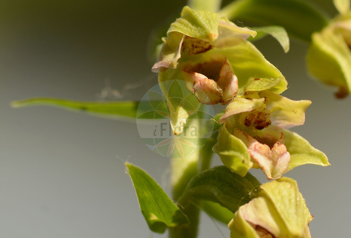 Epipactis helleborine subsp. helleborine - Orchidaceae,Plantae,Pteridobiotina,Angiosperms,Asparagales,Orchidaceae,Epipactis,Epipactis helleborine,Epipactis helleborine subsp. helleborine,Amesia consimilis, Amesia discolor, Amesia latifolia, Amesia latifolia f. monotropoides, Amesia latifolia f. variegata, Amesia longibracteata, Amesia monticola, Amesia orbicularis, Amesia pycnostachys, Amesia squamellosa, Amesia tenii, Amesia yunnanensis, Calliphyllon latifolium, Cymbidium latifolium, Epipactis aspromontana, Epipactis atroviridis, Epipactis autumnalis, Epipactis calabrica, Epipactis collaris, Epipactis consimilis, Epipactis dalhousiae, Epipactis degenii, Epipactis discolor, Epipactis distans, Epipactis etrusca, Epipactis greuteri var. aspromontana, Epipactis gutta-sanguinis, Epipactis halacsyi subsp. degenii, Epipactis helleborine f. alba, Epipactis helleborine f. albifolia, Epipactis helleborine f. brevibracteata, Epipactis helleborine f. dentata, Epipactis helleborine f. dilatata, Epipactis helleborine f. luteola, Epipactis helleborine f. macrophylla, Epipactis helleborine f. minor, Epipactis helleborine f. monotropoides, Epipactis helleborine f. montana, Epipactis helleborine f. obtusa, Epipactis helleborine f. parviflora, Epipactis helleborine f. przemysliensis, Epipactis helleborine f. remota, Epipactis helleborine f. variegata, Epipactis helleborine lus. interrupta, Epipactis helleborine subsp. aspromontana, Epipactis helleborine subsp. degenii, Epipactis helleborine subsp. distans, Epipactis helleborine subsp. latifolia, Epipactis helleborine subsp. leutei, Epipactis helleborine subsp. minor, Epipactis helleborine subsp. molochina, Epipactis helleborine subsp. moratoria, Epipactis helleborine subsp. orbicularis, Epipactis helleborine subsp. schubertiorum, Epipactis helleborine subsp. viridis, Epipactis helleborine subsp. zirnsackiana, Epipactis helleborine subsp. zirnsackiana, Epipactis helleborine var. chlorantha, Epipactis helleborine var. densiflora, Epipactis helleborine var. diversifolia, Epipactis helleborine var. herbacea, Epipactis helleborine var. interrupta, Epipactis helleborine var. intrusa, Epipactis helleborine var. lancifolia, Epipactis helleborine var. latifolia, Epipactis helleborine var. laxiflora, Epipactis helleborine var. minor, Epipactis helleborine var. monotropoides, Epipactis helleborine var. moratoria, Epipactis helleborine var. orbicularis, Epipactis helleborine var. phoenicea, Epipactis helleborine var. thomsonii, Epipactis helleborine var. viridens, Epipactis herbacea, Epipactis intrusa, Epipactis intrusa, Epipactis kezlinekii, Epipactis latifolia, Epipactis latifolia f. alba, Epipactis latifolia f. albiflora, Epipactis latifolia f. pseudovarians, Epipactis latifolia f. variegata, Epipactis latifolia subsp. orbicularis, Epipactis latifolia subsp. ovalis, Epipactis latifolia var. acutiloba, Epipactis latifolia var. angustifolia, Epipactis latifolia var. condensata, Epipactis latifolia var. decipiens, Epipactis latifolia var. dentata, Epipactis latifolia var. dilatata, Epipactis latifolia var. interrupta, Epipactis latifolia var. intrusa, Epipactis latifolia var. major, Epipactis latifolia var. orbicularis, Epipactis latifolia var. pallens, Epipactis latifolia var. platyphylla, Epipactis latifolia var. pycnostachys, Epipactis latifolia var. pygmaea, Epipactis latifolia var. robusta, Epipactis latifolia var. thomsonii, Epipactis latifolia var. vulgaris, Epipactis leptochila subsp. aspromontana, Epipactis leutei, Epipactis lingulata, Epipactis longibracteata, Epipactis lucana, Epipactis macrostachya, Epipactis magnibracteata, Epipactis meridionalis, Epipactis micrantha, Epipactis minor, Epipactis molochina, Epipactis monticola, Epipactis moratoria, Epipactis nephrocordia, Epipactis nordeniorum, Epipactis orbicularis, Epipactis ovalis, Epipactis pycnostachys, Epipactis sanguinea, Epipactis schubertiorum, Epipactis squamellosa, Epipactis tallosii, Epipactis tallosii subsp. zaupolensis, Epipactis tenii, Epipactis uliginosa, Epipactis viridans f. humilis, Epipactis viridans f. interrupta, Epipactis viridans f. minor, Epipactis viridans f. parviflora, Epipactis viridans f. remota, Epipactis viridans var. brevibracteata, Epipactis viridans var. dentata, Epipactis viridans var. lancifolia, Epipactis viridans var. lithuanica, Epipactis viridans var. montana, Epipactis viridans var. obtusa, Epipactis viridans var. przemysliensis, Epipactis viridans var. subrotundifolia, Epipactis viridiflora, Epipactis voethii, Epipactis yunnanensis, Epipactis zaupolensis, Epipactis zirnsackiana, Helleborine atroviridis, Helleborine latifolia, Helleborine latifolia f. acutiloba, Helleborine latifolia f. albiflora, Helleborine latifolia f. brevibracteata, Helleborine latifolia f. dentata, Helleborine latifolia f. dilatata, Helleborine latifolia f. foliosa, Helleborine latifolia f. interrupta, Helleborine latifolia f. lancifolia, Helleborine latifolia f. montana, Helleborine latifolia f. obtusa, Helleborine latifolia f. orbicularis, Helleborine latifolia f. parviflora, Helleborine latifolia f. przemysliensis, Helleborine latifolia f. pseudovarians, Helleborine latifolia f. pycnostachys, Helleborine latifolia f. pygmaea, Helleborine latifolia subsp. platyphylla, Helleborine latifolia subvar. orbicularis, Helleborine latifolia subvar. paucifolia, Helleborine latifolia var. angustifolia, Helleborine latifolia var. atroviridis, Helleborine latifolia var. dilatata, Helleborine latifolia var. platyphylla, Helleborine macrostachya, Helleborine nephrocardia, Helleborine orbicularis, Helleborine ovalis, Helleborine pycnostachys, Helleborine squamellosa, Helleborine tenii, Helleborine varians, Helleborine yunnanensis, Limodorum latifolium, Serapias consimilis, Serapias helleborine var. latifolia, Serapias latifolia, Serapias latifolia var. pallida, Serapias latifolia var. vulgaris, Serapias memoralis,Eigentliche Breitblättrige Sumpfwurz;Leutes Sumpfwurz;Kurzblättrige Sumpfwurz;Breitblättrige Ständelwurz;Runde Breitblättrige Ständelwurz;Leute-Ständelwurz;Kurzblättrige Ständelwurz;Steiermärkische Ständelwurz;Norden-Ständelwurz;Breitblättrige Stendelwurz;Eigentliche Breitblättrige Ständelwurz;Épipactis à feuilles distantes;épipactis à feuilles écartés;Elleborina a foglie distanti;Nordenova kruščika;kruszczyk krótkolistny;norden-nőszőfű;kruštík oddálený;kruštík oddialený