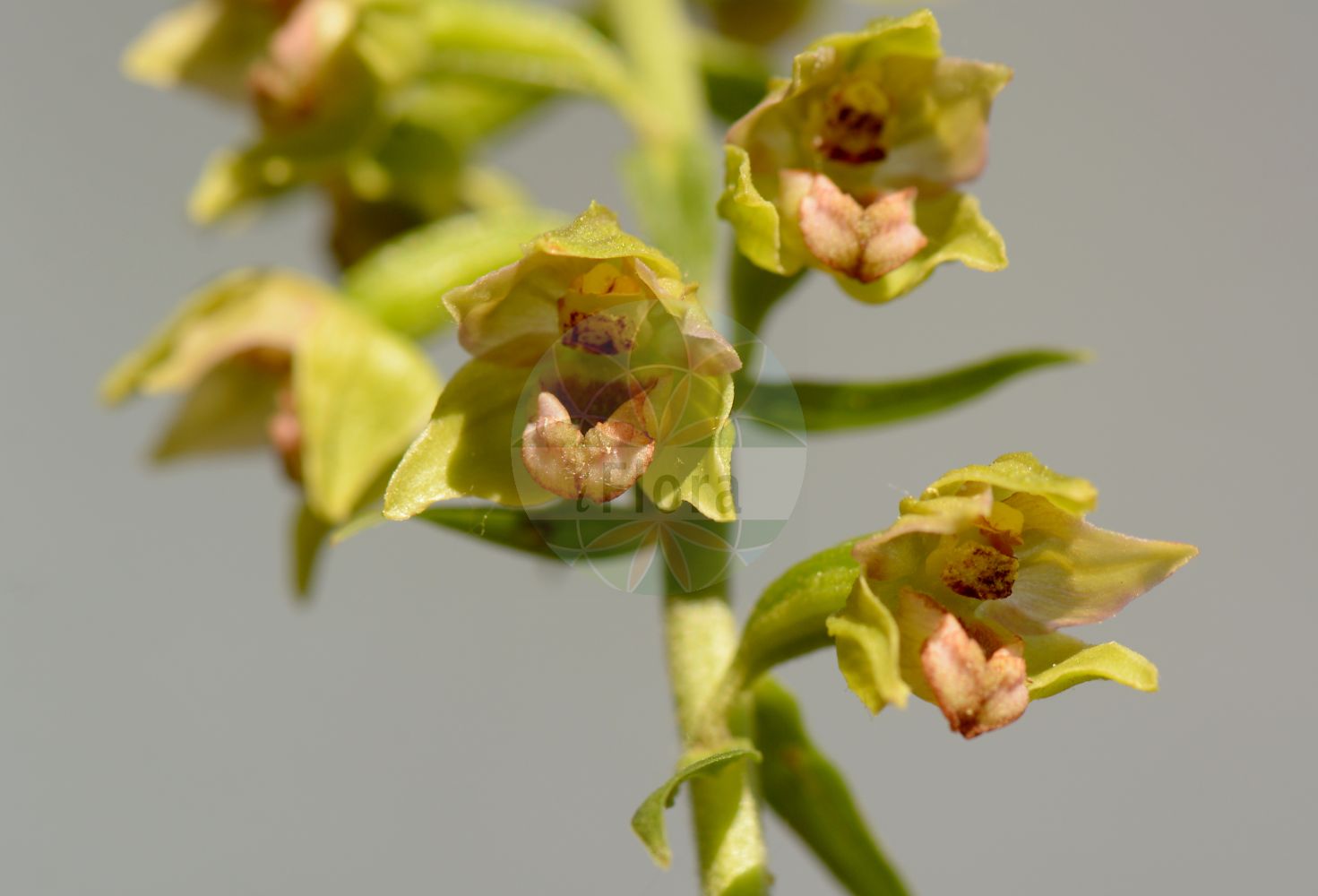 Epipactis helleborine subsp. helleborine - Orchidaceae,Plantae,Pteridobiotina,Angiosperms,Asparagales,Orchidaceae,Epipactis,Epipactis helleborine,Epipactis helleborine subsp. helleborine,Amesia consimilis, Amesia discolor, Amesia latifolia, Amesia latifolia f. monotropoides, Amesia latifolia f. variegata, Amesia longibracteata, Amesia monticola, Amesia orbicularis, Amesia pycnostachys, Amesia squamellosa, Amesia tenii, Amesia yunnanensis, Calliphyllon latifolium, Cymbidium latifolium, Epipactis aspromontana, Epipactis atroviridis, Epipactis autumnalis, Epipactis calabrica, Epipactis collaris, Epipactis consimilis, Epipactis dalhousiae, Epipactis degenii, Epipactis discolor, Epipactis distans, Epipactis etrusca, Epipactis greuteri var. aspromontana, Epipactis gutta-sanguinis, Epipactis halacsyi subsp. degenii, Epipactis helleborine f. alba, Epipactis helleborine f. albifolia, Epipactis helleborine f. brevibracteata, Epipactis helleborine f. dentata, Epipactis helleborine f. dilatata, Epipactis helleborine f. luteola, Epipactis helleborine f. macrophylla, Epipactis helleborine f. minor, Epipactis helleborine f. monotropoides, Epipactis helleborine f. montana, Epipactis helleborine f. obtusa, Epipactis helleborine f. parviflora, Epipactis helleborine f. przemysliensis, Epipactis helleborine f. remota, Epipactis helleborine f. variegata, Epipactis helleborine lus. interrupta, Epipactis helleborine subsp. aspromontana, Epipactis helleborine subsp. degenii, Epipactis helleborine subsp. distans, Epipactis helleborine subsp. latifolia, Epipactis helleborine subsp. leutei, Epipactis helleborine subsp. minor, Epipactis helleborine subsp. molochina, Epipactis helleborine subsp. moratoria, Epipactis helleborine subsp. orbicularis, Epipactis helleborine subsp. schubertiorum, Epipactis helleborine subsp. viridis, Epipactis helleborine subsp. zirnsackiana, Epipactis helleborine subsp. zirnsackiana, Epipactis helleborine var. chlorantha, Epipactis helleborine var. densiflora, Epipactis helleborine var. diversifolia, Epipactis helleborine var. herbacea, Epipactis helleborine var. interrupta, Epipactis helleborine var. intrusa, Epipactis helleborine var. lancifolia, Epipactis helleborine var. latifolia, Epipactis helleborine var. laxiflora, Epipactis helleborine var. minor, Epipactis helleborine var. monotropoides, Epipactis helleborine var. moratoria, Epipactis helleborine var. orbicularis, Epipactis helleborine var. phoenicea, Epipactis helleborine var. thomsonii, Epipactis helleborine var. viridens, Epipactis herbacea, Epipactis intrusa, Epipactis intrusa, Epipactis kezlinekii, Epipactis latifolia, Epipactis latifolia f. alba, Epipactis latifolia f. albiflora, Epipactis latifolia f. pseudovarians, Epipactis latifolia f. variegata, Epipactis latifolia subsp. orbicularis, Epipactis latifolia subsp. ovalis, Epipactis latifolia var. acutiloba, Epipactis latifolia var. angustifolia, Epipactis latifolia var. condensata, Epipactis latifolia var. decipiens, Epipactis latifolia var. dentata, Epipactis latifolia var. dilatata, Epipactis latifolia var. interrupta, Epipactis latifolia var. intrusa, Epipactis latifolia var. major, Epipactis latifolia var. orbicularis, Epipactis latifolia var. pallens, Epipactis latifolia var. platyphylla, Epipactis latifolia var. pycnostachys, Epipactis latifolia var. pygmaea, Epipactis latifolia var. robusta, Epipactis latifolia var. thomsonii, Epipactis latifolia var. vulgaris, Epipactis leptochila subsp. aspromontana, Epipactis leutei, Epipactis lingulata, Epipactis longibracteata, Epipactis lucana, Epipactis macrostachya, Epipactis magnibracteata, Epipactis meridionalis, Epipactis micrantha, Epipactis minor, Epipactis molochina, Epipactis monticola, Epipactis moratoria, Epipactis nephrocordia, Epipactis nordeniorum, Epipactis orbicularis, Epipactis ovalis, Epipactis pycnostachys, Epipactis sanguinea, Epipactis schubertiorum, Epipactis squamellosa, Epipactis tallosii, Epipactis tallosii subsp. zaupolensis, Epipactis tenii, Epipactis uliginosa, Epipactis viridans f. humilis, Epipactis viridans f. interrupta, Epipactis viridans f. minor, Epipactis viridans f. parviflora, Epipactis viridans f. remota, Epipactis viridans var. brevibracteata, Epipactis viridans var. dentata, Epipactis viridans var. lancifolia, Epipactis viridans var. lithuanica, Epipactis viridans var. montana, Epipactis viridans var. obtusa, Epipactis viridans var. przemysliensis, Epipactis viridans var. subrotundifolia, Epipactis viridiflora, Epipactis voethii, Epipactis yunnanensis, Epipactis zaupolensis, Epipactis zirnsackiana, Helleborine atroviridis, Helleborine latifolia, Helleborine latifolia f. acutiloba, Helleborine latifolia f. albiflora, Helleborine latifolia f. brevibracteata, Helleborine latifolia f. dentata, Helleborine latifolia f. dilatata, Helleborine latifolia f. foliosa, Helleborine latifolia f. interrupta, Helleborine latifolia f. lancifolia, Helleborine latifolia f. montana, Helleborine latifolia f. obtusa, Helleborine latifolia f. orbicularis, Helleborine latifolia f. parviflora, Helleborine latifolia f. przemysliensis, Helleborine latifolia f. pseudovarians, Helleborine latifolia f. pycnostachys, Helleborine latifolia f. pygmaea, Helleborine latifolia subsp. platyphylla, Helleborine latifolia subvar. orbicularis, Helleborine latifolia subvar. paucifolia, Helleborine latifolia var. angustifolia, Helleborine latifolia var. atroviridis, Helleborine latifolia var. dilatata, Helleborine latifolia var. platyphylla, Helleborine macrostachya, Helleborine nephrocardia, Helleborine orbicularis, Helleborine ovalis, Helleborine pycnostachys, Helleborine squamellosa, Helleborine tenii, Helleborine varians, Helleborine yunnanensis, Limodorum latifolium, Serapias consimilis, Serapias helleborine var. latifolia, Serapias latifolia, Serapias latifolia var. pallida, Serapias latifolia var. vulgaris, Serapias memoralis,Eigentliche Breitblättrige Sumpfwurz;Leutes Sumpfwurz;Kurzblättrige Sumpfwurz;Breitblättrige Ständelwurz;Runde Breitblättrige Ständelwurz;Leute-Ständelwurz;Kurzblättrige Ständelwurz;Steiermärkische Ständelwurz;Norden-Ständelwurz;Breitblättrige Stendelwurz;Eigentliche Breitblättrige Ständelwurz;Épipactis à feuilles distantes;épipactis à feuilles écartés;Elleborina a foglie distanti;Nordenova kruščika;kruszczyk krótkolistny;norden-nőszőfű;kruštík oddálený;kruštík oddialený