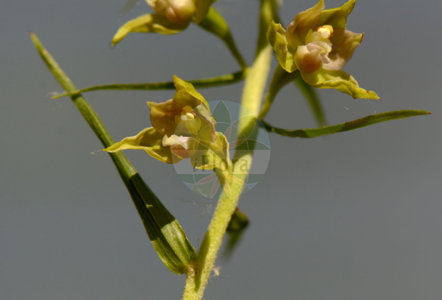 Epipactis helleborine subsp. helleborine - Orchidaceae,Plantae,Pteridobiotina,Angiosperms,Asparagales,Orchidaceae,Epipactis,Epipactis helleborine,Epipactis helleborine subsp. helleborine,Amesia consimilis, Amesia discolor, Amesia latifolia, Amesia latifolia f. monotropoides, Amesia latifolia f. variegata, Amesia longibracteata, Amesia monticola, Amesia orbicularis, Amesia pycnostachys, Amesia squamellosa, Amesia tenii, Amesia yunnanensis, Calliphyllon latifolium, Cymbidium latifolium, Epipactis aspromontana, Epipactis atroviridis, Epipactis autumnalis, Epipactis calabrica, Epipactis collaris, Epipactis consimilis, Epipactis dalhousiae, Epipactis degenii, Epipactis discolor, Epipactis distans, Epipactis etrusca, Epipactis greuteri var. aspromontana, Epipactis gutta-sanguinis, Epipactis halacsyi subsp. degenii, Epipactis helleborine f. alba, Epipactis helleborine f. albifolia, Epipactis helleborine f. brevibracteata, Epipactis helleborine f. dentata, Epipactis helleborine f. dilatata, Epipactis helleborine f. luteola, Epipactis helleborine f. macrophylla, Epipactis helleborine f. minor, Epipactis helleborine f. monotropoides, Epipactis helleborine f. montana, Epipactis helleborine f. obtusa, Epipactis helleborine f. parviflora, Epipactis helleborine f. przemysliensis, Epipactis helleborine f. remota, Epipactis helleborine f. variegata, Epipactis helleborine lus. interrupta, Epipactis helleborine subsp. aspromontana, Epipactis helleborine subsp. degenii, Epipactis helleborine subsp. distans, Epipactis helleborine subsp. latifolia, Epipactis helleborine subsp. leutei, Epipactis helleborine subsp. minor, Epipactis helleborine subsp. molochina, Epipactis helleborine subsp. moratoria, Epipactis helleborine subsp. orbicularis, Epipactis helleborine subsp. schubertiorum, Epipactis helleborine subsp. viridis, Epipactis helleborine subsp. zirnsackiana, Epipactis helleborine subsp. zirnsackiana, Epipactis helleborine var. chlorantha, Epipactis helleborine var. densiflora, Epipactis helleborine var. diversifolia, Epipactis helleborine var. herbacea, Epipactis helleborine var. interrupta, Epipactis helleborine var. intrusa, Epipactis helleborine var. lancifolia, Epipactis helleborine var. latifolia, Epipactis helleborine var. laxiflora, Epipactis helleborine var. minor, Epipactis helleborine var. monotropoides, Epipactis helleborine var. moratoria, Epipactis helleborine var. orbicularis, Epipactis helleborine var. phoenicea, Epipactis helleborine var. thomsonii, Epipactis helleborine var. viridens, Epipactis herbacea, Epipactis intrusa, Epipactis intrusa, Epipactis kezlinekii, Epipactis latifolia, Epipactis latifolia f. alba, Epipactis latifolia f. albiflora, Epipactis latifolia f. pseudovarians, Epipactis latifolia f. variegata, Epipactis latifolia subsp. orbicularis, Epipactis latifolia subsp. ovalis, Epipactis latifolia var. acutiloba, Epipactis latifolia var. angustifolia, Epipactis latifolia var. condensata, Epipactis latifolia var. decipiens, Epipactis latifolia var. dentata, Epipactis latifolia var. dilatata, Epipactis latifolia var. interrupta, Epipactis latifolia var. intrusa, Epipactis latifolia var. major, Epipactis latifolia var. orbicularis, Epipactis latifolia var. pallens, Epipactis latifolia var. platyphylla, Epipactis latifolia var. pycnostachys, Epipactis latifolia var. pygmaea, Epipactis latifolia var. robusta, Epipactis latifolia var. thomsonii, Epipactis latifolia var. vulgaris, Epipactis leptochila subsp. aspromontana, Epipactis leutei, Epipactis lingulata, Epipactis longibracteata, Epipactis lucana, Epipactis macrostachya, Epipactis magnibracteata, Epipactis meridionalis, Epipactis micrantha, Epipactis minor, Epipactis molochina, Epipactis monticola, Epipactis moratoria, Epipactis nephrocordia, Epipactis nordeniorum, Epipactis orbicularis, Epipactis ovalis, Epipactis pycnostachys, Epipactis sanguinea, Epipactis schubertiorum, Epipactis squamellosa, Epipactis tallosii, Epipactis tallosii subsp. zaupolensis, Epipactis tenii, Epipactis uliginosa, Epipactis viridans f. humilis, Epipactis viridans f. interrupta, Epipactis viridans f. minor, Epipactis viridans f. parviflora, Epipactis viridans f. remota, Epipactis viridans var. brevibracteata, Epipactis viridans var. dentata, Epipactis viridans var. lancifolia, Epipactis viridans var. lithuanica, Epipactis viridans var. montana, Epipactis viridans var. obtusa, Epipactis viridans var. przemysliensis, Epipactis viridans var. subrotundifolia, Epipactis viridiflora, Epipactis voethii, Epipactis yunnanensis, Epipactis zaupolensis, Epipactis zirnsackiana, Helleborine atroviridis, Helleborine latifolia, Helleborine latifolia f. acutiloba, Helleborine latifolia f. albiflora, Helleborine latifolia f. brevibracteata, Helleborine latifolia f. dentata, Helleborine latifolia f. dilatata, Helleborine latifolia f. foliosa, Helleborine latifolia f. interrupta, Helleborine latifolia f. lancifolia, Helleborine latifolia f. montana, Helleborine latifolia f. obtusa, Helleborine latifolia f. orbicularis, Helleborine latifolia f. parviflora, Helleborine latifolia f. przemysliensis, Helleborine latifolia f. pseudovarians, Helleborine latifolia f. pycnostachys, Helleborine latifolia f. pygmaea, Helleborine latifolia subsp. platyphylla, Helleborine latifolia subvar. orbicularis, Helleborine latifolia subvar. paucifolia, Helleborine latifolia var. angustifolia, Helleborine latifolia var. atroviridis, Helleborine latifolia var. dilatata, Helleborine latifolia var. platyphylla, Helleborine macrostachya, Helleborine nephrocardia, Helleborine orbicularis, Helleborine ovalis, Helleborine pycnostachys, Helleborine squamellosa, Helleborine tenii, Helleborine varians, Helleborine yunnanensis, Limodorum latifolium, Serapias consimilis, Serapias helleborine var. latifolia, Serapias latifolia, Serapias latifolia var. pallida, Serapias latifolia var. vulgaris, Serapias memoralis,Eigentliche Breitblättrige Sumpfwurz;Leutes Sumpfwurz;Kurzblättrige Sumpfwurz;Breitblättrige Ständelwurz;Runde Breitblättrige Ständelwurz;Leute-Ständelwurz;Kurzblättrige Ständelwurz;Steiermärkische Ständelwurz;Norden-Ständelwurz;Breitblättrige Stendelwurz;Eigentliche Breitblättrige Ständelwurz;Épipactis à feuilles distantes;épipactis à feuilles écartés;Elleborina a foglie distanti;Nordenova kruščika;kruszczyk krótkolistny;norden-nőszőfű;kruštík oddálený;kruštík oddialený