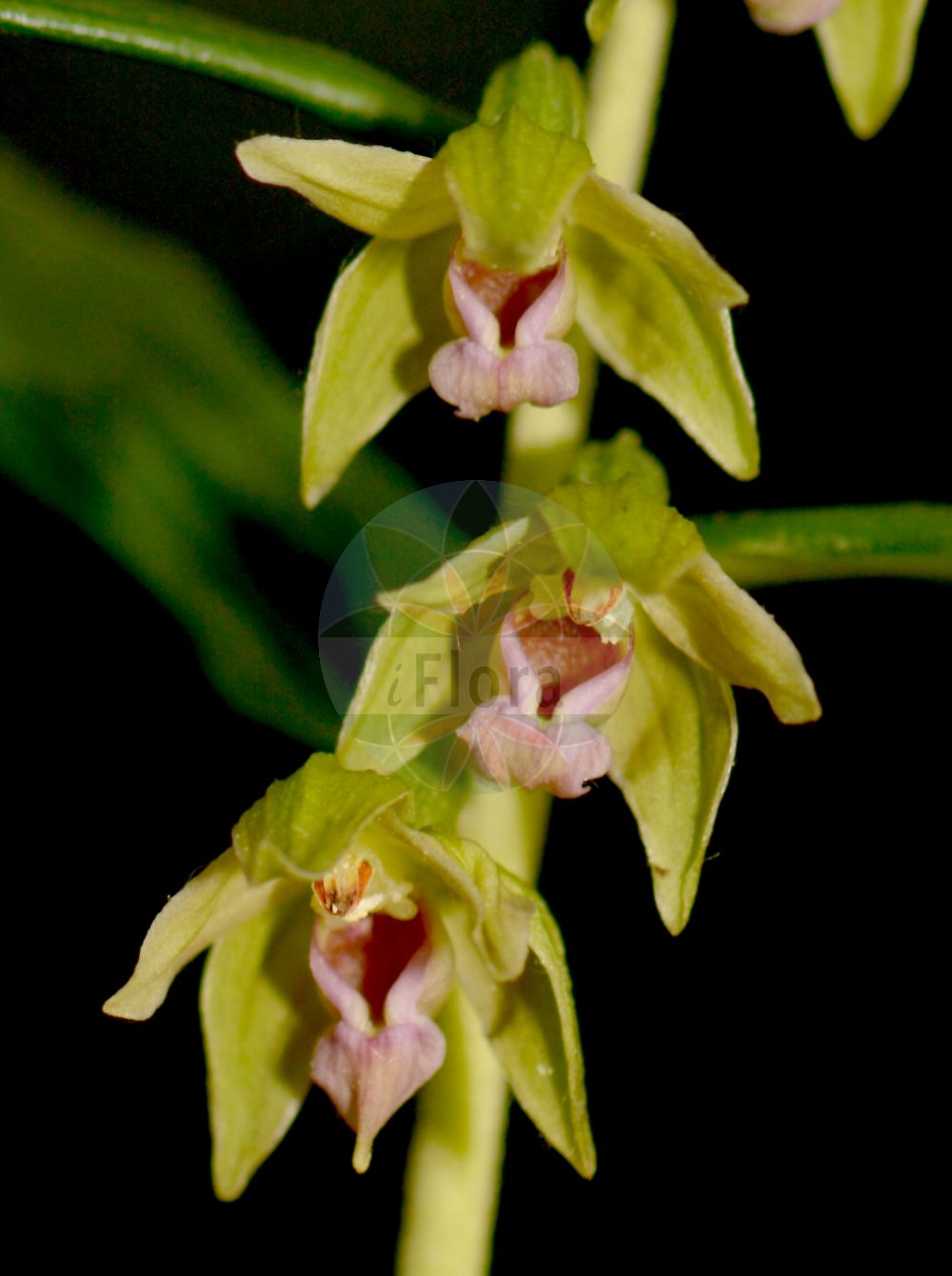 Epipactis leptochila subsp. neglecta - Orchidaceae,Plantae,Pteridobiotina,Angiosperms,Asparagales,Orchidaceae,Epipactis,Epipactis leptochila,Epipactis leptochila subsp. neglecta,Epipactis leptochila subsp. thesaurensis, Epipactis leptochila var. neglecta, Epipactis leptochila var. thesaurensis, Epipactis neglecta, Epipactis thesaurensis, Epipactis viridiflava,Übersehene Ständelwurz;narrow-lipped helleborine