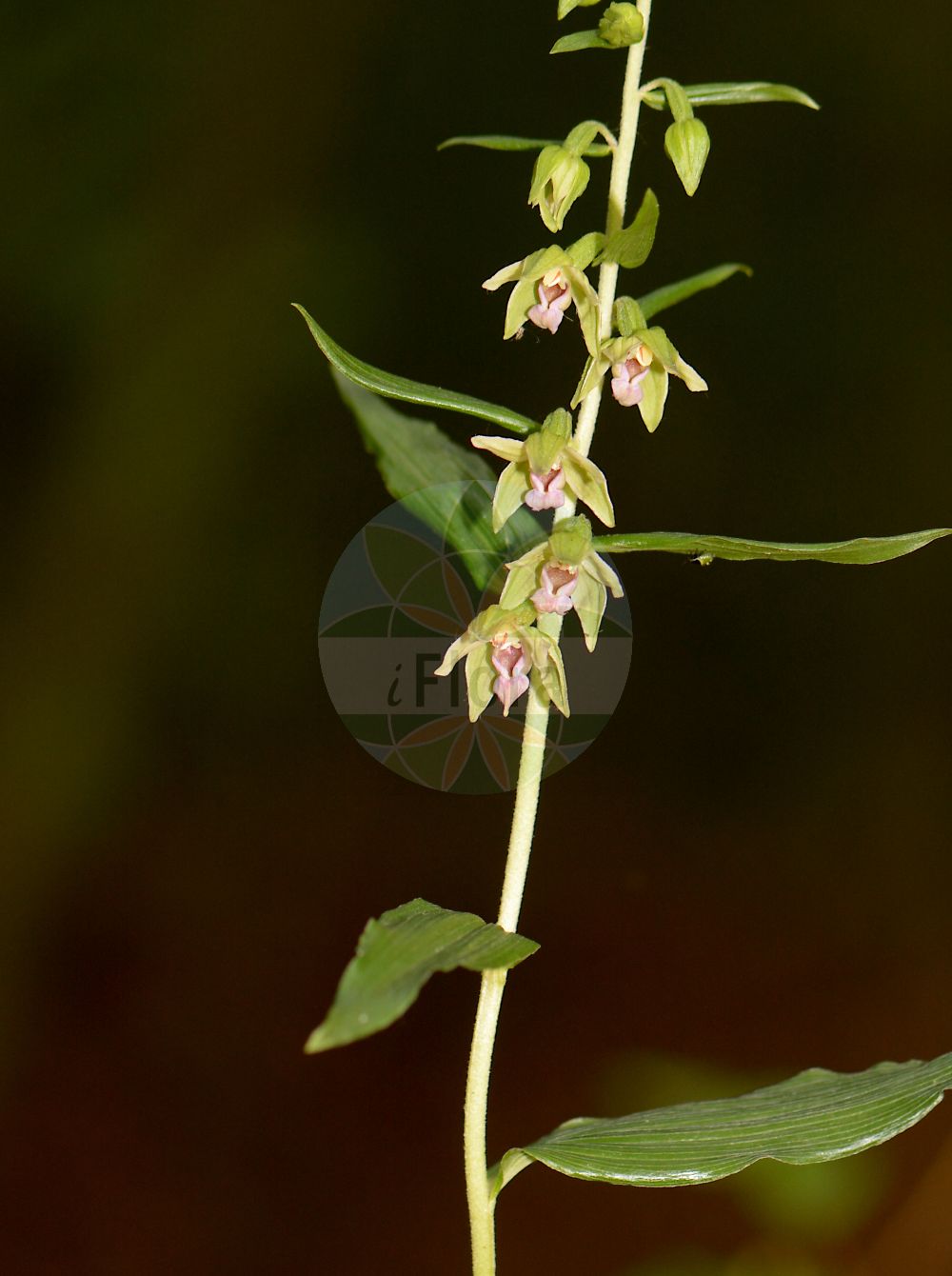 Epipactis leptochila subsp. neglecta - Orchidaceae,Plantae,Pteridobiotina,Angiosperms,Asparagales,Orchidaceae,Epipactis,Epipactis leptochila,Epipactis leptochila subsp. neglecta,Epipactis leptochila subsp. thesaurensis, Epipactis leptochila var. neglecta, Epipactis leptochila var. thesaurensis, Epipactis neglecta, Epipactis thesaurensis, Epipactis viridiflava,Übersehene Ständelwurz;narrow-lipped helleborine