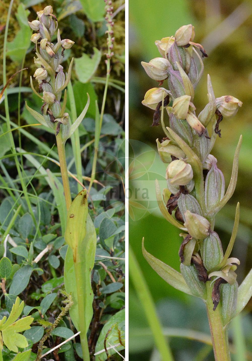 Dactylorhiza viridis - Orchidaceae,Plantae,Pteridobiotina,Angiosperms,Asparagales,Orchidaceae,Dactylorhiza,Dactylorhiza viridis,Chamorchis viridis, Coeloglossum nankotaizanensis, Coeloglossum viride, Coeloglossum viride, Coeloglossum viride subsp. bracteatum, Coeloglossum viride subsp. eurasiaticum, Dactylorhiza viride, Entaticus viridis, Gymnadenia viridis, Habenaria viridis, Himantoglossum viride, Orchis viridis, Peristylus viridis, Platanthera viridis, Satyrium viride, Sieberia viridis,Grüne Hohlzunge;frog orchid;Orchis grenouille;Orchis vert;coeloglosse verdâtre;coeloglosse vert;satyrion vert;orquídea de la rana;Celoglosso;testicolo di volpe;groene nachtorchis;пололепестник зелёный;kurbağa salebi;koleoglos;orquis verd;zeleni šuplji jezik;grönkulla;grönyxne;poselæbe;ozorka zielona;ao-chidori;アオチドリ;zeleni volčji jezik;zöldike;vemeníček zelený;orhidee;vemenníček zelený;язичок зелений;зелен цьолоплосум;rohekas õõskeel;zaļā dobziede;grønkurle;pussikämmekkä;вучји језик;žalioji plateivė;āo shé zhǎng liè lán;凹舌掌裂兰