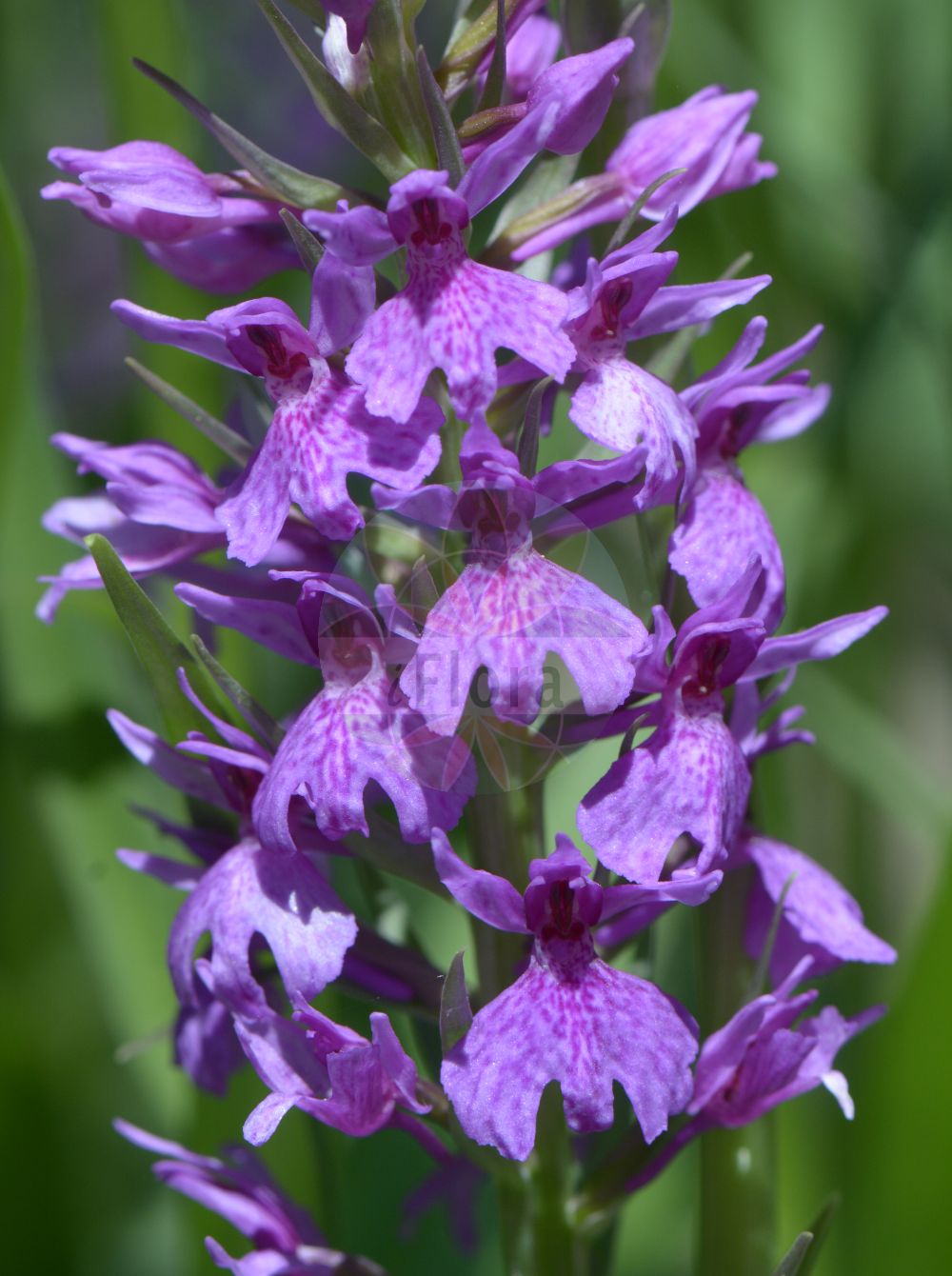 Dactylorhiza maculata - Orchidaceae,Plantae,Pteridobiotina,Angiosperms,Asparagales,Orchidaceae,Dactylorhiza,Dactylorhiza maculata,Dactylorchis maculata, Dactylorchis maculata subsp. elodes, Dactylorhiza fuchsii subsp. transsilvanica, Dactylorhiza maculata subsp. arduennensis, Orchis angustifolia var. schurii, Orchis basilica, Orchis basilica subsp. maculata, Orchis ericetorum, Orchis maculata, Orchis maculata subsp. transsilvanica, Orchis nemorosa,Geflecktes Knabenkraut;Gefleckte Fingerwurz;Geflecktes Knabenkraut;Gefleckte Kuckucksblume;Heide-Knabenkraut;heath spotted-orchid;Orchis tacheté;orchis maculé;bable;dedos citrinos;gamuetu;orquídea moteada de los pantanos;palma de Cristo;palnacresta;satirión manchado;Orchide macchiata;concordia;erba d'Adamo;gevlekte orchis;пальчатокоренник пятнистый;benlibalkaymak;daktilorhizë;lliris de prat;orquis maculat;pjegavi kaćun;Jungfru Marie nycklar;plettet gøgeurt;kukułka plamista;stoplamek plamisty;storczyk plamisty;pegasta prstasta kukavica;foltos ujjaskosbor;prstnatec plamatý;mîna maicii Domnului;poroinic;sculătoare;prstovka škvrnitá;vstavačovec škvrnitý pravý;петнист салеп;kuradi-sõrmkäpp;plankumainā dzegužpirkstīte;flekkmarihand;maariankämmekkä;пегава каћунка;dėmėtoji gegūnė