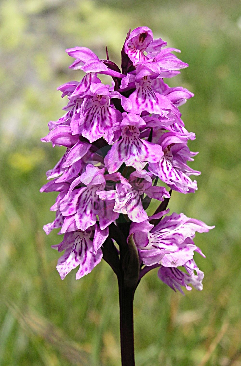 Dactylorhiza majalis - Orchidaceae,Plantae,Pteridobiotina,Angiosperms,Asparagales,Orchidaceae,Dactylorhiza,Dactylorhiza majalis,Dactylorchis majalis, Dactylorchis majalis var. immaculata, Dactylorhiza comosa subsp. majalis, Dactylorhiza latifolia, Orchis latifolia subsp. majalis, Orchis latifolia var. immaculata, Orchis latifolia var. majalis, Orchis latifolia var. majalis, Orchis majalis, Orchis majalis f. brevicalcarata, Orchis majalis f. immaculata, Orchis majalis f. laxa, Orchis majalis f. linguata, Orchis majalis f. magnicalcarata,Breitblättrige Fingerwurz;Breitblättriges Knabenkraut;Baltisches Knabenkraut;Purpur-Kuckucksblume;Gewöhnliches Breitblättriges Knabenkraut;Purpurrotes Knabenkraut;Herzblättriges Knabenkraut;Kurzblättriges Knabenkraut;Alpen-Kuckucksblume;Breitblättrige Kuckucksblume;Kurzblättrige Kuckucksblume;western marsh-orchid;narrow-leaved marsh-orchid;broad-leaved marsh orchid;irish marsh orchid;Orchis à feuilles larges;orchis à larges feuilles;dactylorhiza de mai;orchis alpestre;orchis de mai;orchis du Dauphiné;palma christi;Orchide a foglie larghe;sconcordia;brede orchis;breedbladige orchis;meiorchis;пальчатокоренник майский;пальчатокоренник широколистный;salep gjethegjërë;orquis magenc;širokolisni kaćun;majnycklar;Maj-gøgeurt;kukułka szerokolistna;stoplamek szerokolistny;storczyk szerokolistny;majska prstasta kukavica;széleslevelű ujjaskosbor;prstnatec májový;vstavač májový;prstovka širokolistná;vstavačovec májový pravý;toukokämmekkä;каћунак;plačialapė gegūnė