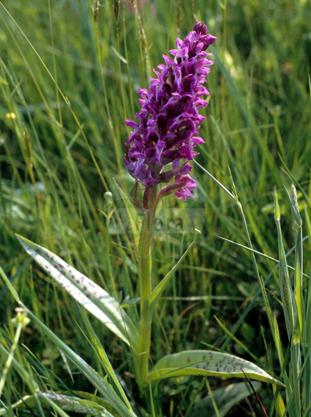 Dactylorhiza majalis - Orchidaceae,Plantae,Pteridobiotina,Angiosperms,Asparagales,Orchidaceae,Dactylorhiza,Dactylorhiza majalis,Dactylorchis majalis, Dactylorchis majalis var. immaculata, Dactylorhiza comosa subsp. majalis, Dactylorhiza latifolia, Orchis latifolia subsp. majalis, Orchis latifolia var. immaculata, Orchis latifolia var. majalis, Orchis latifolia var. majalis, Orchis majalis, Orchis majalis f. brevicalcarata, Orchis majalis f. immaculata, Orchis majalis f. laxa, Orchis majalis f. linguata, Orchis majalis f. magnicalcarata,Breitblättrige Fingerwurz;Breitblättriges Knabenkraut;Baltisches Knabenkraut;Purpur-Kuckucksblume;Gewöhnliches Breitblättriges Knabenkraut;Purpurrotes Knabenkraut;Herzblättriges Knabenkraut;Kurzblättriges Knabenkraut;Alpen-Kuckucksblume;Breitblättrige Kuckucksblume;Kurzblättrige Kuckucksblume;western marsh-orchid;narrow-leaved marsh-orchid;broad-leaved marsh orchid;irish marsh orchid;Orchis à feuilles larges;orchis à larges feuilles;dactylorhiza de mai;orchis alpestre;orchis de mai;orchis du Dauphiné;palma christi;Orchide a foglie larghe;sconcordia;brede orchis;breedbladige orchis;meiorchis;пальчатокоренник майский;пальчатокоренник широколистный;salep gjethegjërë;orquis magenc;širokolisni kaćun;majnycklar;Maj-gøgeurt;kukułka szerokolistna;stoplamek szerokolistny;storczyk szerokolistny;majska prstasta kukavica;széleslevelű ujjaskosbor;prstnatec májový;vstavač májový;prstovka širokolistná;vstavačovec májový pravý;toukokämmekkä;каћунак;plačialapė gegūnė