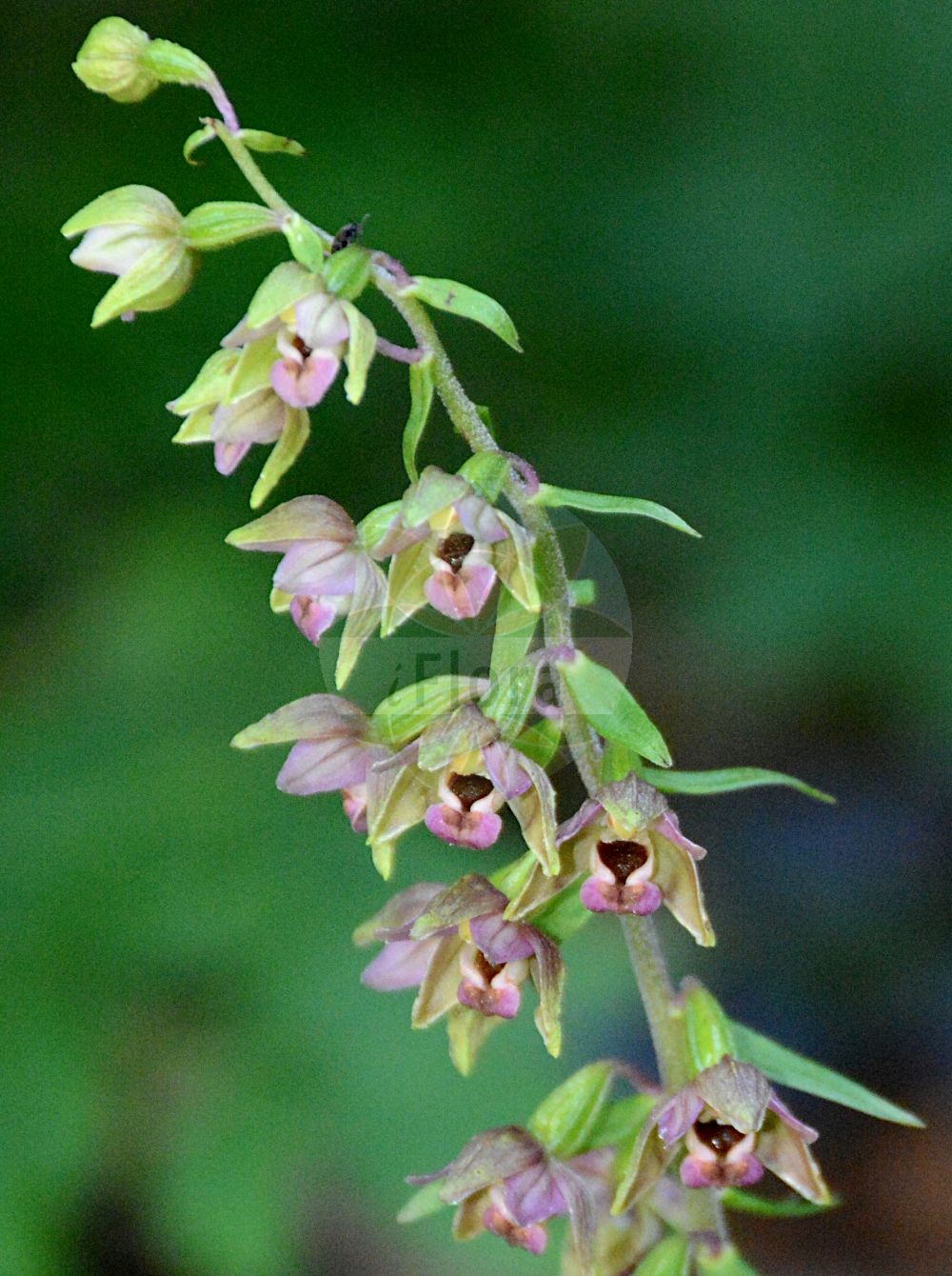 Epipactis atrorubens - Orchidaceae,Plantae,Pteridobiotina,Angiosperms,Asparagales,Orchidaceae,Epipactis,Epipactis atrorubens,Amesia atropurpurea, Amesia rubiginosa, Epipactis atropurpurea, Epipactis atropurpurea f. pallens, Epipactis atropurpurea subvar. lutescens, Epipactis atropurpurea subvar. virescens, Epipactis atropurpurea var. leviconica, Epipactis atropurpurea var. longibracteata, Epipactis atropurpurea var. majoriflora, Epipactis atrorubens f. angustifolia, Epipactis atrorubens f. latifolia, Epipactis atrorubens f. longibracteata, Epipactis atrorubens f. majoriflora, Epipactis atrorubens f. orbicularis, Epipactis atrorubens f. pallens, Epipactis atrorubens f. sirneensis, Epipactis atrorubens subsp. borbasii, Epipactis atrorubens subsp. danubialis, Epipactis atrorubens subsp. spiridonovii, Epipactis atrorubens subsp. subclausa, Epipactis atrorubens subsp. triploidea, Epipactis atrorubens subvar. albiflora, Epipactis atrorubens subvar. borbasii, Epipactis atrorubens subvar. lutescens, Epipactis atrorubens subvar. radnensis, Epipactis atrorubens subvar. suboppositifolia, Epipactis atrorubens subvar. viridiflora, Epipactis atrorubens var. atrata, Epipactis atrorubens var. bicolor, Epipactis atrorubens var. dilatata, Epipactis atrorubens var. macedonica, Epipactis atrorubens var. media, Epipactis atrorubens var. stenopetala, Epipactis atrorubens var. triploidea, Epipactis cruenta, Epipactis danubialis, Epipactis helleborine subsp. viridans, Epipactis helleborine var. rubiginosa, Epipactis helleborine var. viridans, Epipactis latifolia, Epipactis latifolia f. viridans, Epipactis latifolia prol. rubiginosa, Epipactis latifolia subsp. atrorubens, Epipactis latifolia subsp. rubiginosa, Epipactis latifolia subvar. lutescens, Epipactis latifolia var. atropurpurea, Epipactis latifolia var. atrorubens, Epipactis latifolia var. atrorubens, Epipactis latifolia var. minor, Epipactis latifolia var. rubiginosa, Epipactis latifolia var. viridans, Epipactis latifolia var. viridans, Epipactis macropodia, Epipactis media, Epipactis microphylla, Epipactis persica subsp. danubialis, Epipactis rubiginosa, Epipactis rubiginosa, Epipactis rubiginosa f. latifolia, Epipactis rubiginosa lus. viridiflora, Epipactis rubiginosa var. orbicularis, Epipactis spiridonovii, Epipactis subclausa, Epipactis thessala, Epipactis viridans, Epipactis viridans, Helleborine atropurpurea, Helleborine atropurpurea f. alternifolia, Helleborine atropurpurea f. borbasii, Helleborine atropurpurea f. latifolia, Helleborine atropurpurea f. leviconica, Helleborine atropurpurea f. orbicularis, Helleborine atropurpurea f. radnensis, Helleborine atropurpurea f. suboppositifolia, Helleborine atropurpurea lus. lutescens, Helleborine atropurpurea lus. pallens, Helleborine atropurpurea lus. viridiflora, Helleborine atropurpurea var. dilatata, Helleborine atrorubens, Helleborine media, Helleborine rubiginosa, Helleborine viridans, Helleborine viridans prol. rubiginosa, Limodorum rubiginosum, Serapias atrorubens, Serapias latifolia, Serapias latifolia unr. atrorubens, Serapias sylvestris,Braunrote Ständelwurz;Braunrote Stendelwurz;Rotbraune Ständelwurz;Braune Ständelwurz;Rotbraune Stendelwurz;dark-red helleborine;dark red helleborine;royal helleborine;Epipactis pourpre noirâtre;elléborine grenat;elléborine rouge;épipactis brun rouge;épipactis d'un rouge foncé;épipactis pourpre noirâtre;épipactis rouge noirâtre;colorete de epipactis;heleborina rojo oscuro;Elleborine violacea;elleborine crestata;bruinrode wespenorchis;heleborinha-real;heleborinha-vermelho-escuro;дремлик темно-красный;albindallı;epipakt;epipactis vermella;tamnocrvena kruščika;purpurknipprot;rød hullæbe;kruszczyk rdzawoczerwony;temnordeča močvirnica;vörösbarna nőszőfű;kruštík tmavočervený;mlăștiniță;kruštík tmavočervený;коручка темно-червона;червенокафяв дремник;tumepunane neiuvaip;tumšsarkanā dzeguzene;raudflangre;tummaneidonvaippa;tamsialapis skiautalūpis