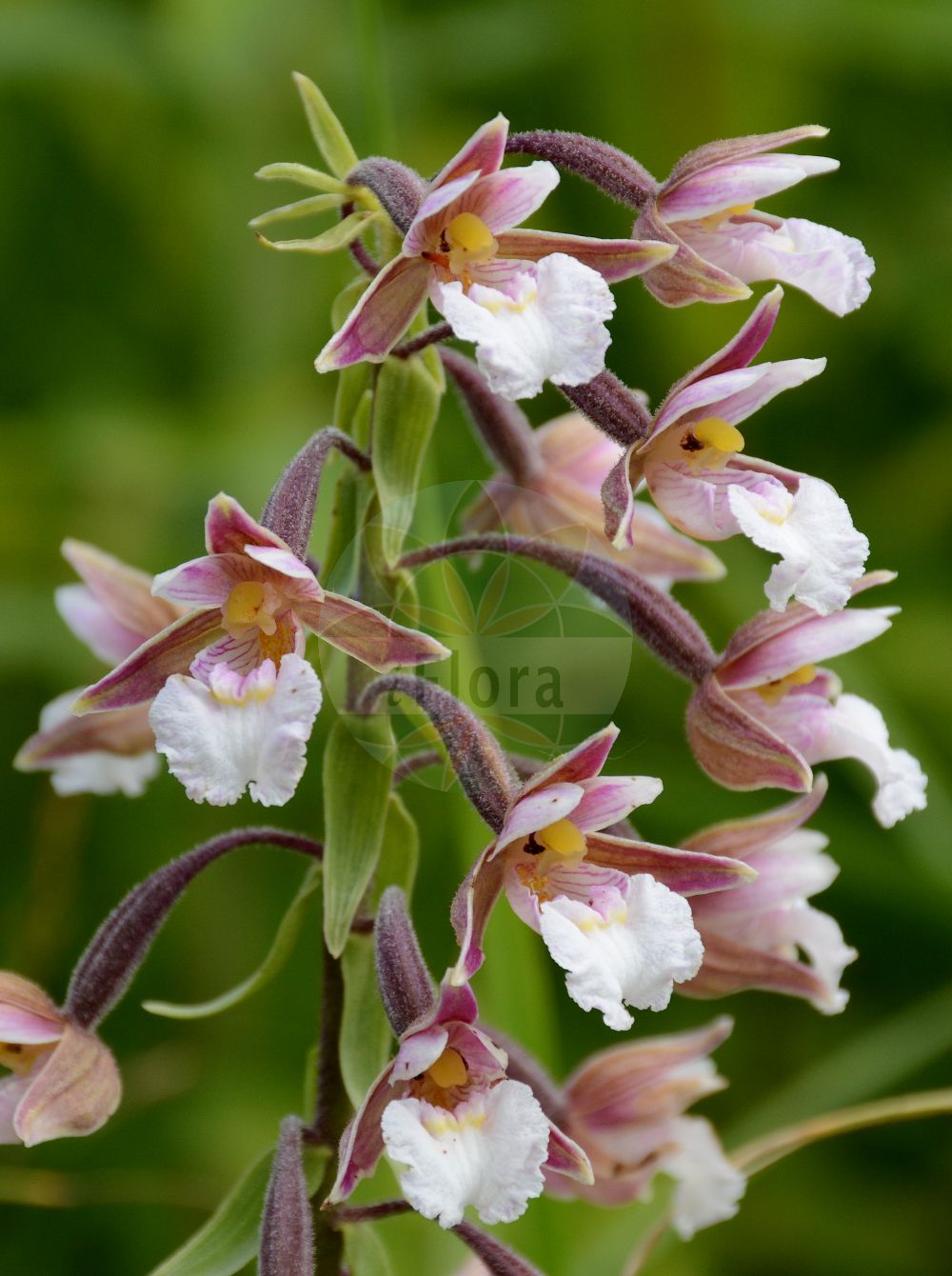 Epipactis palustris - Orchidaceae,Plantae,Pteridobiotina,Angiosperms,Asparagales,Orchidaceae,Epipactis,Epipactis palustris,Amesia palustris, Arthrochilium palustre, Calliphyllon palustre, Cymbidium palustre, Epipactis palustris f. albiflora, Epipactis palustris f. ampla, Epipactis palustris f. elongata, Epipactis palustris f. ericetorum, Epipactis palustris f. gracilis, Epipactis palustris f. longibracteata, Epipactis palustris f. macrostachya, Epipactis palustris f. ochroleuca, Epipactis palustris f. pumila, Epipactis palustris f. purpurea, Epipactis palustris f. rectilinguis, Epipactis palustris f. robusta, Epipactis palustris f. silvatica, Epipactis palustris f. submersa, Epipactis palustris f. tricolor, Epipactis palustris lus. ochroleuca, Epipactis palustris lus. tricolor, Epipactis palustris lus. violacea, Epipactis palustris subsp. salina, Epipactis palustris var. albiflora, Epipactis palustris var. albiflora, Epipactis palustris var. elatior, Epipactis palustris var. ericetorum, Epipactis palustris var. ochroleuca, Epipactis palustris var. parvifolia, Epipactis palustris var. purpurea, Epipactis palustris var. robusta, Epipactis palustris var. silvatica, Epipactis salina, Helleborine palustris, Helleborine palustris, Helleborine palustris f. ampla, Helleborine palustris f. ericetorum, Helleborine palustris f. gracilis, Helleborine palustris f. longibracteata, Helleborine palustris f. parvifolia, Helleborine palustris f. rectilinguis, Helleborine palustris f. silvatica, Helleborine palustris f. submersa, Helleborine palustris lus. albiflora, Helleborine palustris lus. ochroleuca, Helleborine palustris lus. purpurea, Helleborine palustris lus. tricolor, Helleborine palustris lus. violacea, Helleborine palustris var. ericetorum, Limodorum palustre, Serapias helleborine var. palustris, Serapias longiflora, Serapias palustris,Sumpf-Ständelwurz;Sumpf-Stendelwurz;Echte Sumpfwurz;marsh helleborine;Epipactis des marais;épipactis des marais;elléborine des marais;heleborina de las ciénagas;heleborina de los pantanos;orquídea de los pantanos;Elleborine palustre;moeras-wespenorchis;moeraswespenorchis;heleborinha-de-los-pântanos;дремлик болотный;danakıran otu;epipakt;epipactis palustre;močvarna kruščika;kärrknipprot;sump-hullæbe;kruszczyk błotny;navadna močvirnica;mocsári nőszőfű;kruštík bahenní;mlăştiniţă;kruštík močiarny;коручка болотна;блатен дремник;soo-neiuvaip;purva dzeguzene;myrflangre;suoneidonvaippa;pelkinis skiautalūpis;xīn jiāng huǒ shāo lán;新疆火烧兰