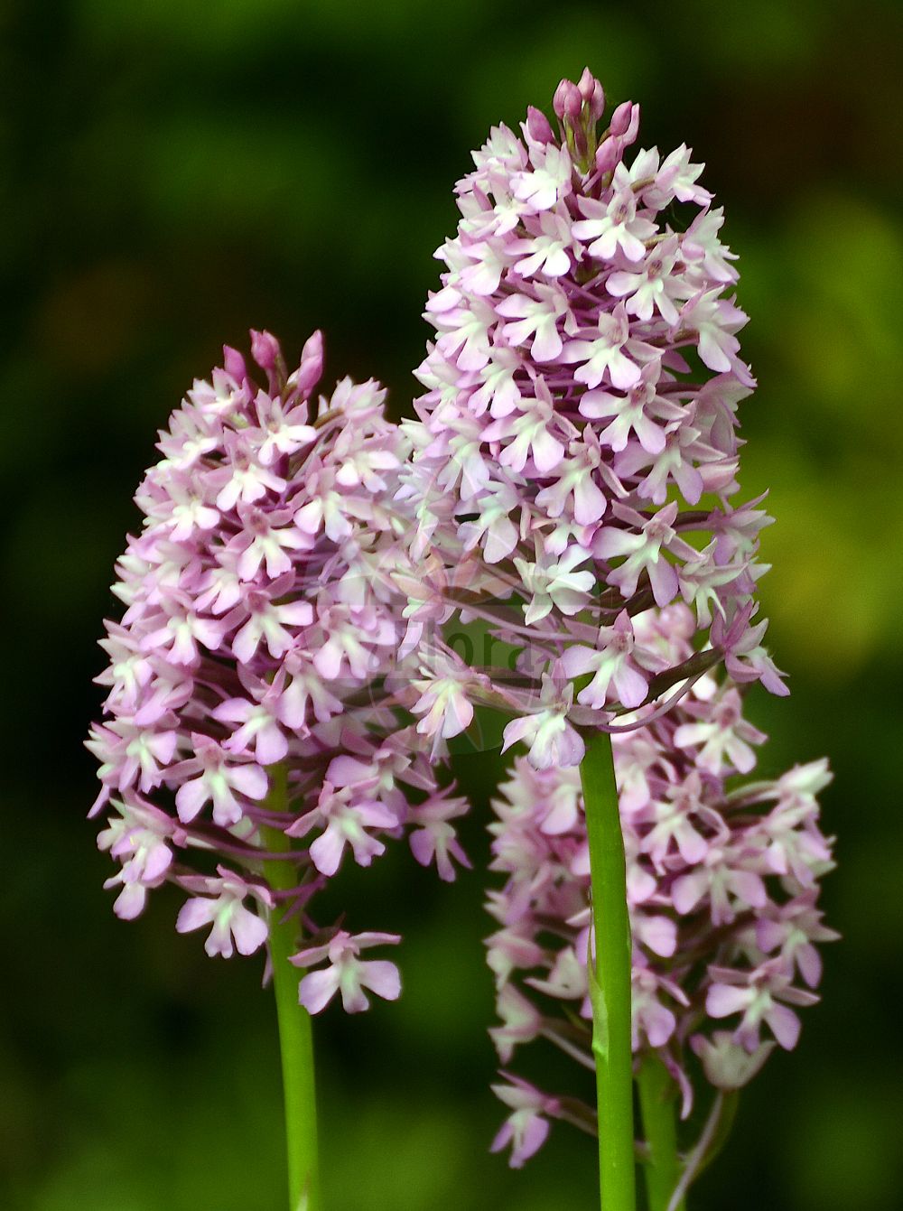 Anacamptis pyramidalis - Orchidaceae,Plantae,Pteridobiotina,Angiosperms,Asparagales,Orchidaceae,Anacamptis,Anacamptis pyramidalis,Aceras pyramidale, Aceras pyramidalis var. brachystachys, Anacamptis pyramidalis subsp. brachystachys, Anacamptis pyramidalis var. albiflora, Anacamptis pyramidalis var. brachystachys, Orchis pyramidalis,Pyramiden-Knabenkraut;Pyramidenorchis;Hundswurz;Pyramiden-Spitzorchis;Kammständel;Gewöhnliche Spitzorchis;Spitzorchis;Tanay-Spitzorchis;pyramidal orchid;Orchis pyramidal;Orchis pyramidal de Tanay;anacamptis de Tanaye;anacamptis en pyramide;orquidea piramidal;orquídea piramidal;orquídea piramidale;Orchide;orchidea pyramidale;orchide piramidale;hondskruid;pyramide orchis;orquidia-piramidal;orquídia-piramidal;orquídea-piramidal;satirião-menor;анакамптис пирамидальный;sivri salep;anakampta piramidale;anakamptë;barretet;flor caputxina;crvena vratiželja;salepsrot;horndrager;koślaczek stożkowaty;piramidasti pilovec;vitézvirág;rudohlávek jehlancovitý;bujor;červenohlav ihlanovitý;анакамптис пірамідальний;обикновен анакамптис;püramiidjas koerakäpp;ben-sachlav tzenfi;בֶּן=סַחְלָב צְרִיפִי;orkida piramidali