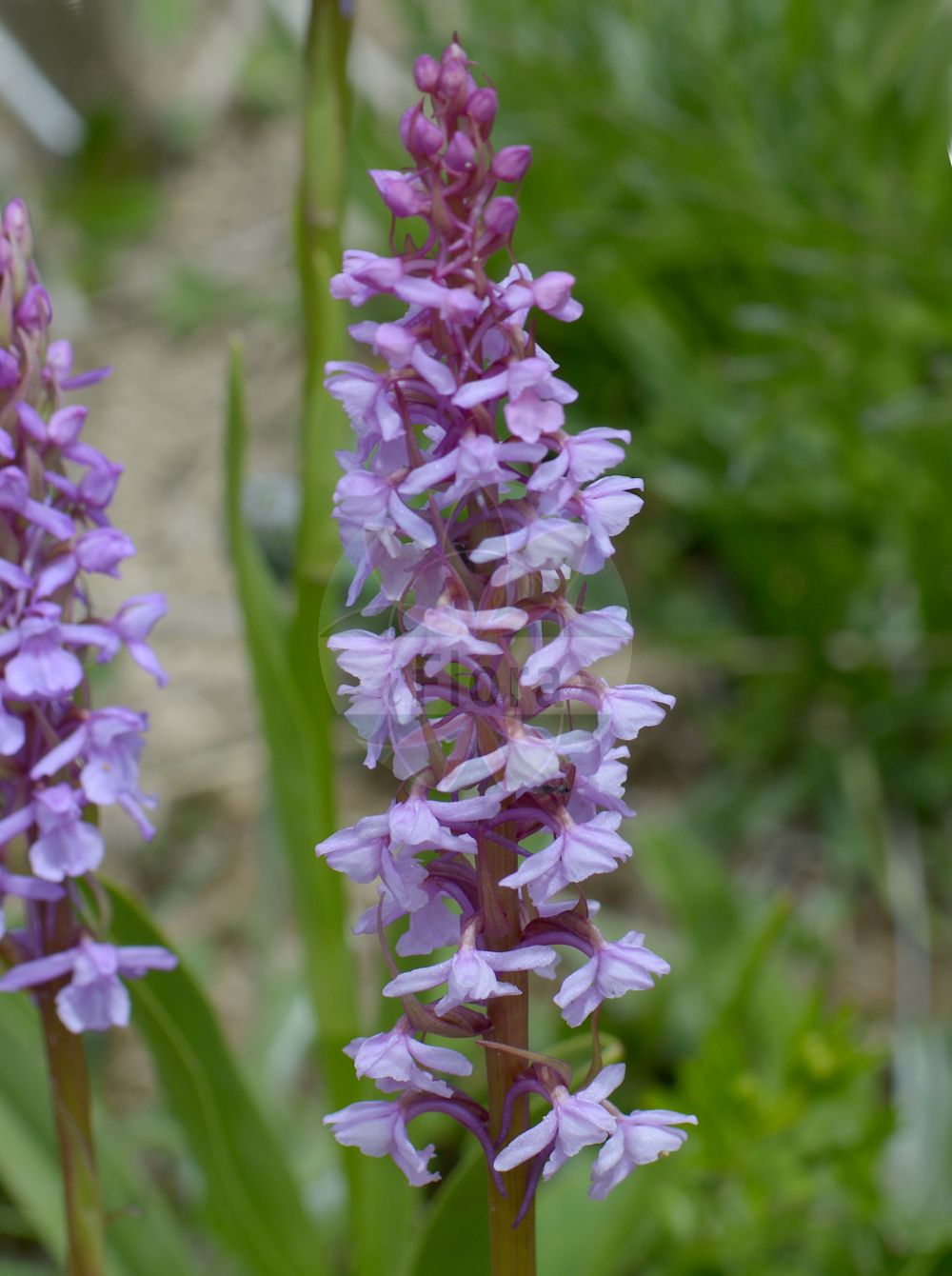 Gymnadenia conopsea - Orchidaceae,Plantae,Pteridobiotina,Angiosperms,Asparagales,Orchidaceae,Gymnadenia,Gymnadenia conopsea,Dactylodenia comigera, Dactylogymnadenia comigera, Dactylogymnadenia comigera, Gymnadenia alpina, Gymnadenia angustifolia, Gymnadenia anisoloba, Gymnadenia comigera, Gymnadenia conopsea f. albiflora, Gymnadenia conopsea f. albiflora, Gymnadenia conopsea f. comigera, Gymnadenia conopsea f. crenulata, Gymnadenia conopsea f. elatior, Gymnadenia conopsea f. gracilis, Gymnadenia conopsea f. lapponica, Gymnadenia conopsea f. monticola, Gymnadenia conopsea f. niphobia, Gymnadenia conopsea f. ornithis, Gymnadenia conopsea f. praecox, Gymnadenia conopsea f. schurii, Gymnadenia conopsea f. serotina, Gymnadenia conopsea f. subdensiflora, Gymnadenia conopsea f. sublobata, Gymnadenia conopsea f. transsilvanica, Gymnadenia conopsea f. trifida, Gymnadenia conopsea f. unicuspis, Gymnadenia conopsea lus. albiflora, Gymnadenia conopsea lus. leucantha, Gymnadenia conopsea prol. alpina, Gymnadenia conopsea prol. pseudoconopsea, Gymnadenia conopsea prol. pyrenaica, Gymnadenia conopsea subsp. alpina, Gymnadenia conopsea subsp. angustifolia, Gymnadenia conopsea subsp. comigera, Gymnadenia conopsea subsp. montana, Gymnadenia conopsea subsp. peloria, Gymnadenia conopsea subsp. pyrenaica, Gymnadenia conopsea subsp. serotina, Gymnadenia conopsea var. aestivalis, Gymnadenia conopsea var. alba, Gymnadenia conopsea var. albiflora, Gymnadenia conopsea var. alpina, Gymnadenia conopsea var. angustifolia, Gymnadenia conopsea var. bieczensis, Gymnadenia conopsea var. caucasica, Gymnadenia conopsea var. clavata, Gymnadenia conopsea var. comigera, Gymnadenia conopsea var. crenulata, Gymnadenia conopsea var. ecalcarata, Gymnadenia conopsea var. euroalpina, Gymnadenia conopsea var. flavida, Gymnadenia conopsea var. graminea, Gymnadenia conopsea var. inodora, Gymnadenia conopsea var. lapponica, Gymnadenia conopsea var. latifolia, Gymnadenia conopsea var. leucantha, Gymnadenia conopsea var. montana, Gymnadenia conopsea var. neglecta, Gymnadenia conopsea var. odorata, Gymnadenia conopsea var. ornithis, Gymnadenia conopsea var. platyphylla, Gymnadenia conopsea var. praecox, Gymnadenia conopsea var. pyrenaica, Gymnadenia conopsea var. serotina, Gymnadenia conopsea var. serotina, Gymnadenia conopsea var. sibirica, Gymnadenia conopsea var. trifida, Gymnadenia conopsea var. ussuriensis, Gymnadenia densiflora var. candida, Gymnadenia graminea, Gymnadenia ibukiensis, Gymnadenia odoratissima subsp. longicalcarata, Gymnadenia odoratissima var. pyrenaica, Gymnadenia ornithis, Gymnadenia pseudoconopsea, Gymnadenia pyrenaica, Gymnadenia sibirica, Gymnadenia splendida, Gymnadenia splendida subsp. odorata, Gymnadenia splendida var. odorata, Gymnadenia transsilvanica, Gymnadenia vernalis, Gymnadenia wahlenbergii, Habenaria conopsea, Habenaria gymnadenia, Orchigymnadenia comigera, Orchis conopea, Orchis conopea var. albiflora, Orchis conopea var. major, Orchis conopsea, Orchis conopsea var. comigera, Orchis cornopica, Orchis ornithis, Orchis peloria, Orchis pseudoconopea, Orchis pseudoconopsea, Orchis pseudo-conopsea, Orchis pyrenaica, Orchis setacea, Orchis suaveolens, Platanthera conopsea, Satyrium conopseum,Mücken-Handwurz;Mücken-Händelwurz;Dichtblütige Mücken-Händelwurz;Gewöhnliche Mücken-Händelwurz;Langspornige Handwurz;Dichtblütige Händelwurz;Große Händelwurz;fragrant orchid;chalk fragrant orchid;sweet-scented orchid;fragant orchid;Orchis moucheron;gymnadénia moucheron;gymnadénie à long éperon;gymnadénie des Pyrénées;gymnadénie moucheron;orchis des Pyrénées;orchis moustique;dedos citrinos;orquídea mosquera;orquídea mosquito;orquídea olorosa;orquídea real;palma christi;Manina rosea;orchidea campestre;orchide garofanata;groote muggenorchis;grote muggenorchis;кокушник длиннорогий;кокушник комарниковый;başaksalebi;gimnadenë;gjimnadena si rrjetë;caputxina olorosa;mrežasti vranjak;brudgran;brudsporre;langakset trådspore;gółka długoostrogowa;tegata-chidori;テガタチドリ;navadni kukovičnik;szúnyoglábú bibircsvirág;pětiprstka žežulník;ură;päťprstnica obyčajná;päťprstnica stredná;билинець комарниковий;комарова гимнадения;комаровидна гимнадения;harilik käoraamat;odu gimnadēnija;brudespore;punakirkiruoho;pievinis plauretis;shǒu sān;shǒu shēn;手参