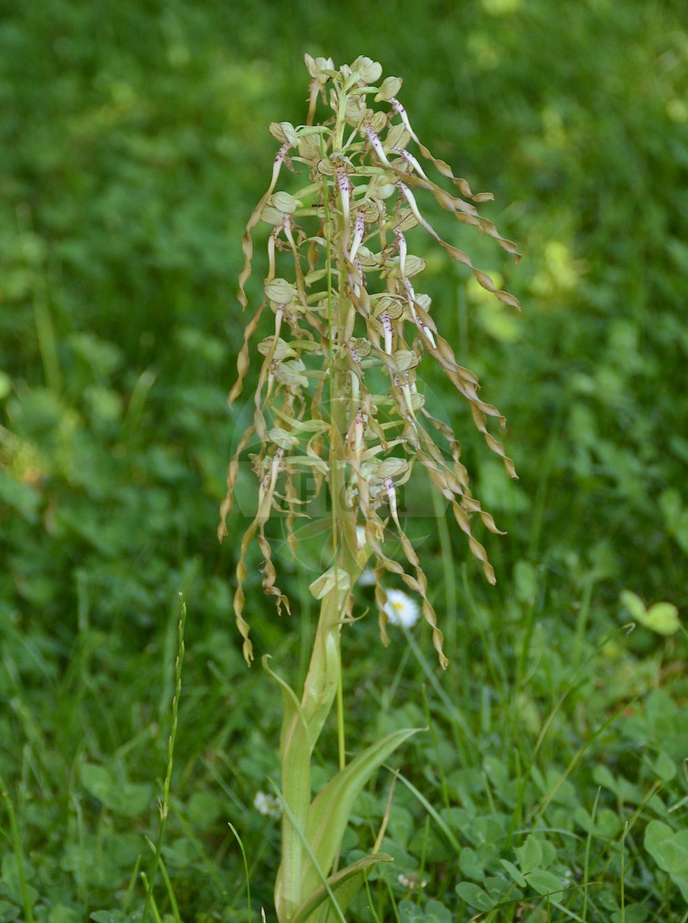 Himantoglossum hircinum - Orchidaceae,Plantae,Pteridobiotina,Angiosperms,Asparagales,Orchidaceae,Himantoglossum,Himantoglossum hircinum,Aceras hircinum, Aceras hircinum var. calamistratum, Aceras hircinum var. divergens, Aceras hircinum var. forcipula, Aceras hircinum var. platyglossa, Aceras hircinum var. thuringiacum, Himantoglossum hircinum f. acutum, Himantoglossum hircinum f. brevibracteatum, Himantoglossum hircinum f. brevilaciniatum, Himantoglossum hircinum f. calamistratum, Himantoglossum hircinum f. coloriglossum, Himantoglossum hircinum f. comosum, Himantoglossum hircinum f. divergens, Himantoglossum hircinum f. forcipula, Himantoglossum hircinum f. latisectum, Himantoglossum hircinum f. laxiflorum, Himantoglossum hircinum f. longelaciniatum, Himantoglossum hircinum f. purpureum, Himantoglossum hircinum f. thuringiacum, Himantoglossum hircinum lus. albidum, Himantoglossum hircinum lus. inodorum, Himantoglossum hircinum lus. viridans, Himantoglossum hircinum var. aestivalis, Himantoglossum hircinum var. altum, Himantoglossum hircinum var. bracteatum, Himantoglossum hircinum var. comosum, Himantoglossum hircinum var. confusum, Himantoglossum hircinum var. hircinum, Himantoglossum hircinum var. hirsutum, Himantoglossum hircinum var. minusculum, Himantoglossum hircinum var. obtusum, Himantoglossum hircinum var. pendulum, Himantoglossum hircinum var. praealtum, Himantoglossum hircinum var. pullum, Himantoglossum hircinum var. viride, Loroglossum hircinum, Loroglossum hircinum f. calamistratum, Loroglossum hircinum f. divergens, Loroglossum hircinum f. forcipula, Loroglossum hircinum var. minor, Loroglossum hircinum var. platyglossum, Loroglossum hircinum var. thuringiacum, Orchis hircina, Satyrium hircinum,Bocks-Riemenzunge;Riemenzunge;Bocksorchis;lizard orchid;orchis bouc;Orchis à odeur de bouc;bouquin;cornes de bouc;himantoglosse à odeur de bouc;loroglosse;loroglosse à odeur de bouc;orchis bouc;satyre fétide;orquídea barbada;orquídea hedionda;satirión barbado;Barbone;imantoglosso caprino;bokkenorchis;ремнелепестник козий;ремнелепестник козлиный;himantoglos;orquis hircí;smrdljiva kukavica;bakbűzű sallangvirág;mediterrán sallangvirág;jazýček kozlí;jazýčkovec;еднопрудков херминиум;смичак