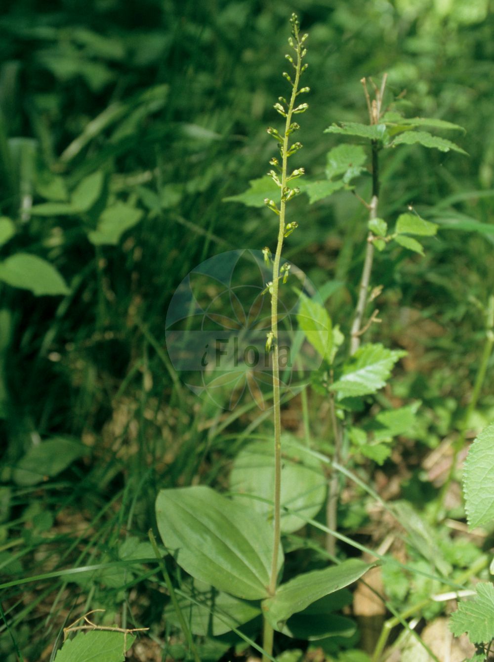 Neottia ovata - Orchidaceae,Plantae,Pteridobiotina,Angiosperms,Asparagales,Orchidaceae,Neottia,Neottia ovata,Bifolium ovatum, Diphryllum ovatum, Distomaea ovata, Epipactis ovalifolia, Epipactis ovata, Epipactis ovata var. trifoliata, Helleborine ovata, Listera multinervia, Listera ovata, Listera ovata f. brachyglossa, Listera ovata f. densiflora, Listera ovata f. elliptica, Listera ovata f. gracilis, Listera ovata f. minima, Listera ovata f. multinervia, Listera ovata f. parvifolia, Listera ovata f. platyglossa, Listera ovata f. trifoliata, Listera ovata f. verticillata, Listera ovata lus. alternifolia, Listera ovata lus. quadrifoliata, Listera ovata lus. trifoliata, Listera ovata var. trifoliata, Listera ovata var. trifoliata, Malaxis ovata, Neottia latifolia, Ophrys bifolia, Ophrys ovata, Pollinirhiza ovata, Serapias ovata,Großes Zweiblatt;common twayblade;twayblade;eggleaf twayblade;Grande listère;Listère ovale;listéra ovale;double-feuille;bifolio;hierba de dos hojas;listera ovada;Listera maggiore;orchide de primavera;grote keverorchis;keverorchis;тайник овальный;тайник яйцевидный;çalı salebi;listerë;lístera ovada;jajoliki čopotac;tvåblad;ægbladet fliglæbe;listera jajowata;jajčastolistni muhovnik;békakonty;bradáček vejčitý;buhai;bradáčik vajcovitolistý;зозулині сльози яйцевидні;овален тайник;suur käopõll;ovālā divlape;stortviblad;soikkokaksikko;чопотац;kiaušininė dviguonė