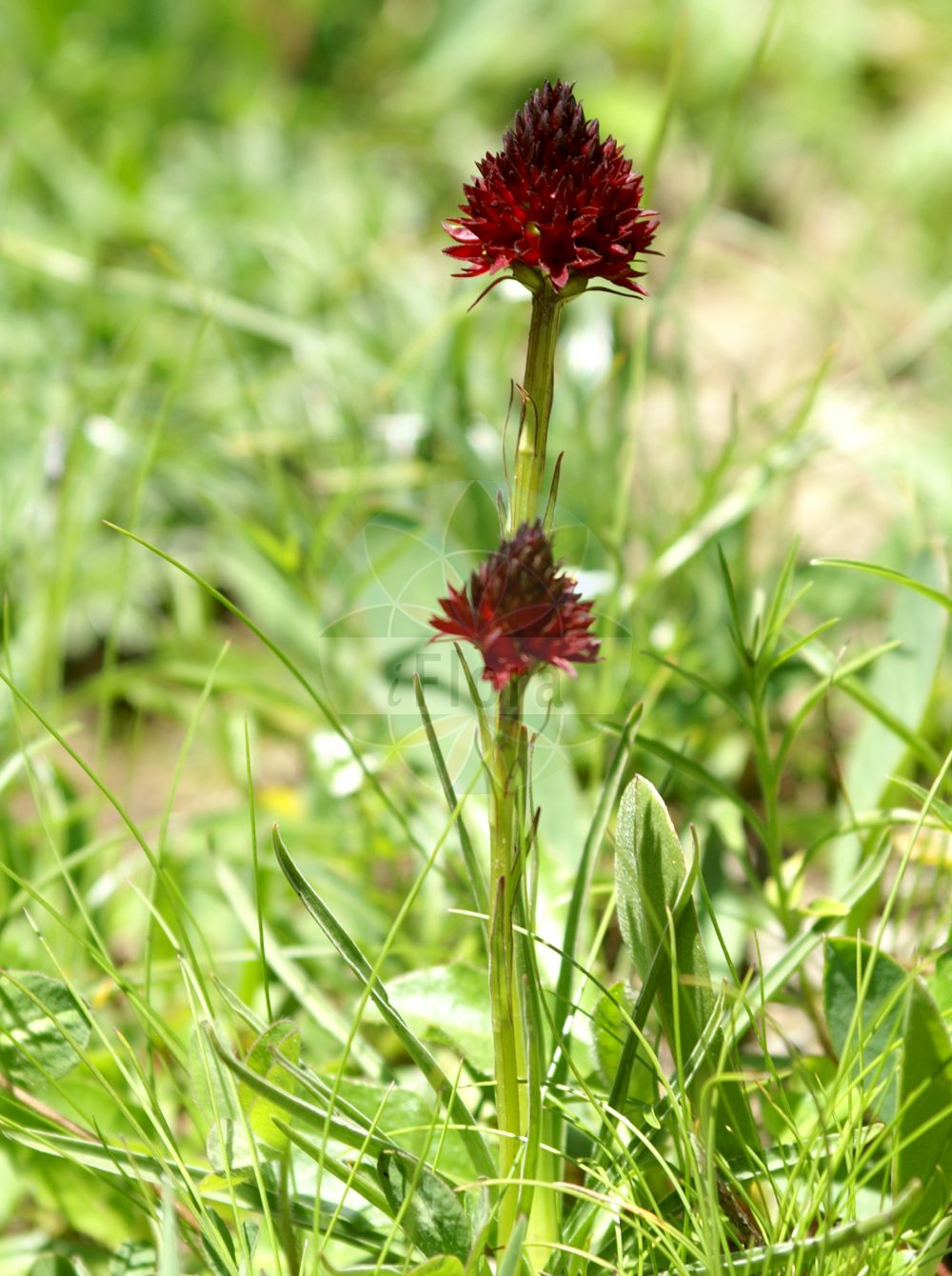 Gymnadenia nigra - Orchidaceae,Plantae,Pteridobiotina,Angiosperms,Asparagales,Orchidaceae,Gymnadenia,Gymnadenia nigra,Gymnadenia nigra, Gymnigritella brachystachya, Gymnigritella brachystachya, Habenaria nigra, Nigritella angustifolia, Nigritella brachystachya, Nigritella nigra, Nigritella nigra, Orchis nigra, Satyrium nigrum, Sieberia nigra,Schwarzes Männertreu;Schwarzes Kohlröschen;black vanilla orchid;nigritelle noirâtre;orchis vanillé;нигрителла черная;черноцветка черная;nigritelë;crni vranjak;brunkulla;sangele voinicului;нігритела чорна;обикновена чернушка;svartkurle;црно смиље