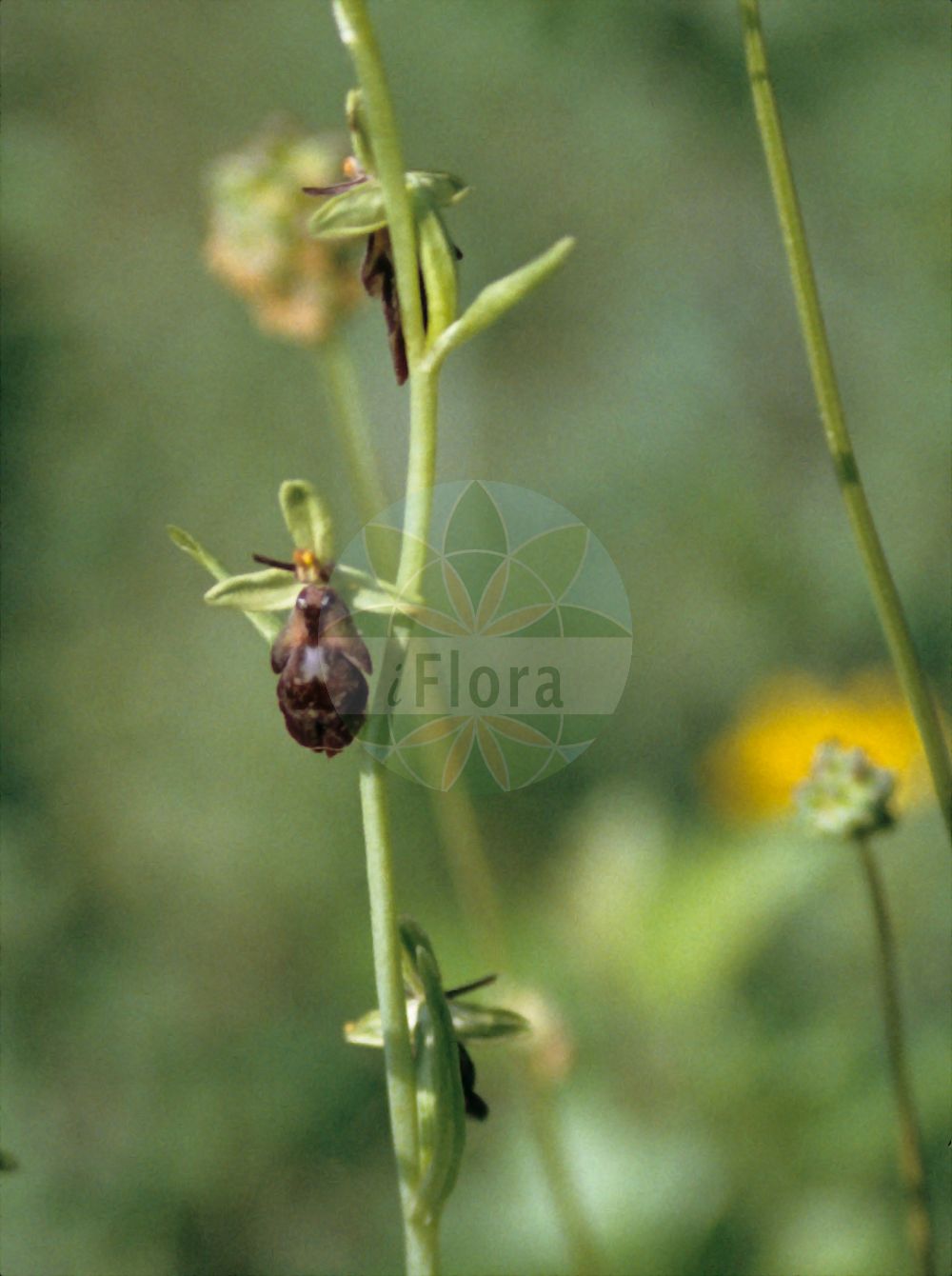 Ophrys insectifera - Orchidaceae,Plantae,Pteridobiotina,Angiosperms,Asparagales,Orchidaceae,Ophrys,Ophrys insectifera,Ophrys muscifera f. apiculata, Orchis insectifera,Fliegen-Ragwurz;Mückenständel;fly orchid;Ophrys mouche;abejita;moscas;mosquera;Ofride insettifera;ofride fior di mosca;pecchie;spiegelophrys;vliegenorchis;офрис насекомоносная;ofris;mosquera;flugblomster;flueblomst;dwulistnik muszy;muholiko mačje uho;légybangó;tořič hmyzonosný;hmyzovník muchovitý;офрис комахоносна;kärbesõis;mušu ofrīda;flugeblom;kimalaisorho;musinis ofris