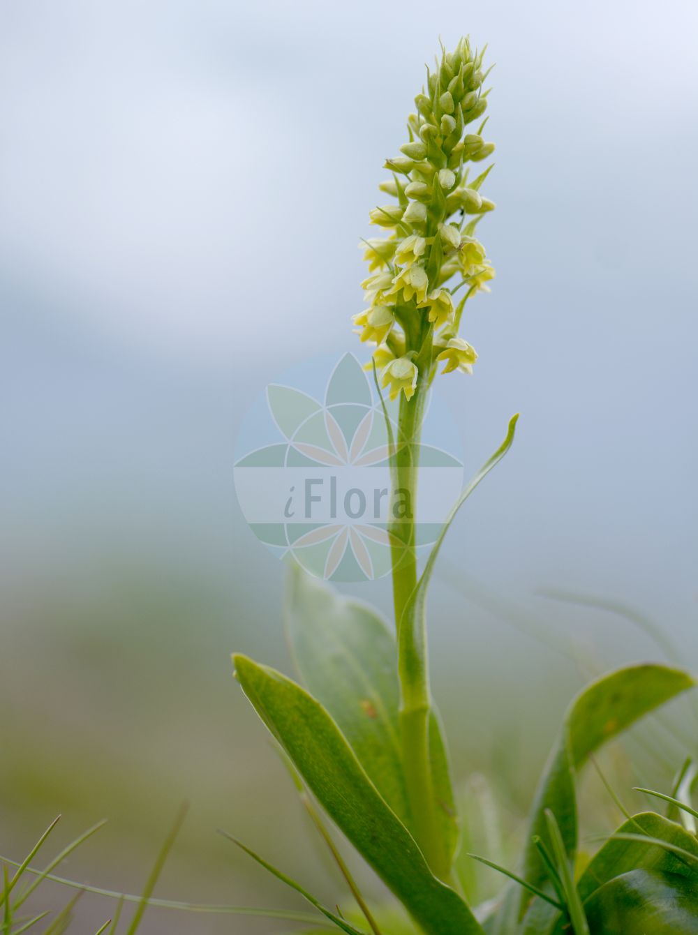 Pseudorchis albida - Orchidaceae,Plantae,Pteridobiotina,Angiosperms,Asparagales,Orchidaceae,Pseudorchis,Pseudorchis albida,Bicchia albida, Bicchia albida var. tricuspis, Blephariglottis albiflora, Chamorchis albida, Coeloglossum albidum, Entaticus albidus, Entaticus albidus var. major, Gymnadenia albida, Gymnadenia albida f. minor, Gymnadenia albida f. subalpina, Gymnadenia albida f. tricuspis, Gymnadenia albida subsp. straminea, Gymnadenia albida var. borensis, Gymnadenia albida var. tricuspis, Gymnadenia straminea, Habenaria albida, Habenaria albida var. straminea, Habenaria densiflora, Habenaria straminea, Habenaria transsilvanica, Leucorchis albida, Leucorchis albida f. breviloba, Leucorchis albida f. lucida, Leucorchis albida f. subalpina, Leucorchis albida f. tricuspis, Leucorchis albida subsp. straminea, Leucorchis albida var. breviloba, Leucorchis albida var. tricuspis, Leucorchis lucida, Leucorchis straminea, Orchis albida, Orchis alpina, Orchis parviflora, Peristylus albidus, Platanthera albida, Platanthera albida var. straminea, Pseudorchis albida f. straminea, Pseudorchis albida f. tricuspis, Pseudorchis albida subsp. albida, Pseudorchis albida subsp. straminea, Pseudorchis albida subsp. tricuspis, Pseudorchis albida var. tricuspis, Pseudorchis alpina, Pseudorchis straminea, Pseudorchis tricuspis, Satyrium albidum, Satyrium scanense, Satyrium trifidum, Sieberia albida,Weißzüngel;Dreizipfliges Weißzüngel;Gewöhnliche Weißzunge;Dreizipflige Weißzunge;Weißliche Höswurz;Weißzunge;Weißzüngel;Weiße Nacktdrüse;Eigentliches Weißzüngel;small-white orchid;small-white orchis;Orchis miel;Pseudorchis blanchâtre;orchis blanc;orchis blanchâtre;Orchide candida;orchidea alpina;witte muggenorchis;леукорхис беловатая;леукорхис соломенный;saleprremë;orquide blanc;bjeličasti vranjak;vityxne;fjällyxne;hvid sækspore;hvid trådspore;hvid sækspore;gołek białawy;belkaste ročice;halovány bibircsvirág;běloprstka bělavá;orhidee;bieloprst belavý;левкорхіс білуватий;белезникава гимнадения;kvitkurle;бели врањак