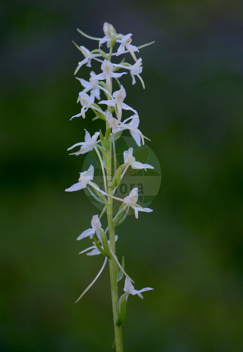 Platanthera bifolia - Orchidaceae,Plantae,Pteridobiotina,Angiosperms,Asparagales,Orchidaceae,Platanthera,Platanthera bifolia,Conopsidium sthenantherum, Gymnadenia bifolia, Habenaria bifolia, Lysias bifolia, Orchis alba, Orchis bifolia, Orchis stenanthera, Platanthera bifolia f. densiflora, Platanthera bifolia f. latiflora, Platanthera bifolia f. pervia, Platanthera bifolia f. trifoliata, Platanthera bifolia var. latiflora, Platanthera bifolia var. pervia, Platanthera solstitialis, Platanthera solstitialis var. pervia, Platanthera solstitialis var. trifoliata, Satyrium bifolium, Sieberia bifolia,Weiße Waldhyazinthe;Zweiblättrige Waldhyazinthe;Zweiblättrige Kuckucksblume;Weißes Breitkölbchen;lesser butterfly-orchid;Platanthère à fleurs blanches;Platanthère à deux feuilles;double-feuille;orchis à deux feuilles;orchis blanc;platantera comune;satirión blanco;satirión blanco de dos hojas;Platantera comune;welriekende nachtorchis;satirião bifoliado;любка двулистная;guguk salebi;platantera dygjethëshe;platanterë;platantera bifòlia;mirisavi dvolist;nattviol;bakke-gøgelilje;gołek biały;podkolan biały;dvolistni vimenjak;kétlevelű sarkvirág;vemeník dvoulistý;stupiniță;vemenník dvojlistý;vemenník dvojlistý biely;любка дволиста;двулистна платантера;kahelehine käokeel;smaržīga naktsviole;vanleg nattfiol;valkolehdokki;бијели вимењак;дволисни вимењљк;dvilapė blandis;xì jù shé chún lán;细距舌唇兰