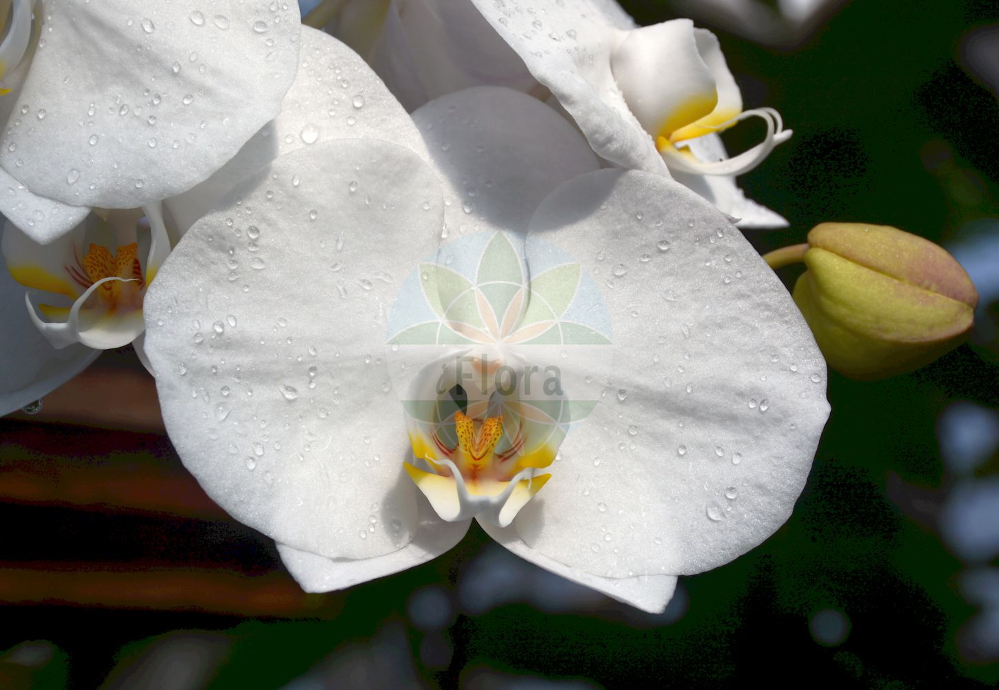 Phalaenopsis - Orchidaceae,Plantae,Pteridobiotina,Angiosperms,Asparagales,Orchidaceae,Phalaenopsis,Doritis, Grafia, Grussia, Hygrochilus, Kingidium, Kingiella, Lesliea, Nothodoritis, Ornithochilus, Polychilos, Polystylus, Sedirea, Stauritis, Stauroglottis, Synadena,Malaienblume;Nachtfalterorchidee;Schmetterlingsorchidee