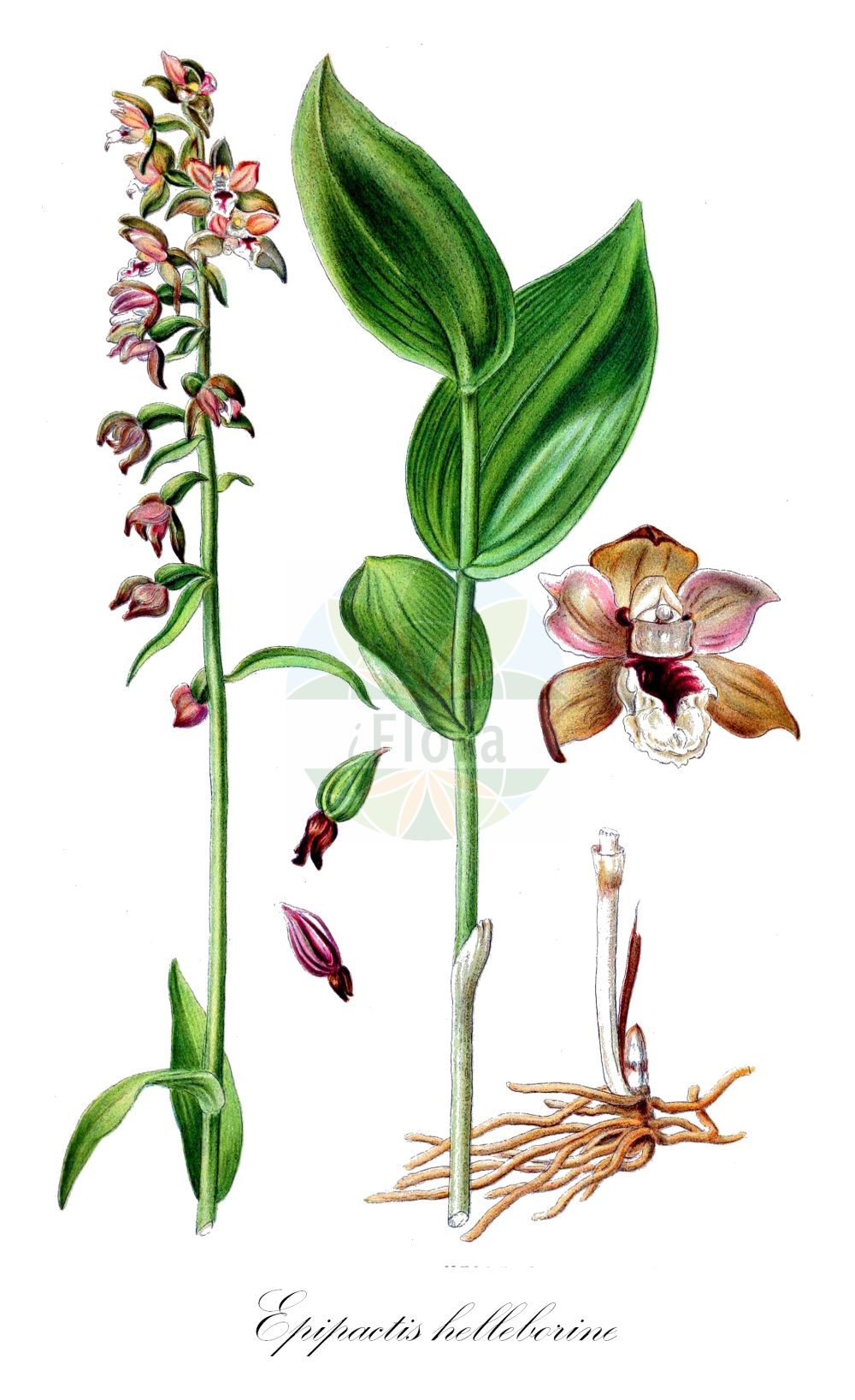 Epipactis helleborine - Orchidaceae,Plantae,Pteridobiotina,Angiosperms,Asparagales,Orchidaceae,Epipactis,Epipactis helleborine,Amesia squamellosa, Epipactis dalhousieae, Epipactis helleborine f. helleborine, Epipactis helleborine var. pallens, Epipactis helleborine var. thomsonii, Epipactis helleborine var. thomsonii, Epipactis helleborine var. thomsonii, Epipactis latifolia subsp. helleborine, Epipactis ovalis, Helleborine helleborine, Serapias helleborine,Breitblättrige Sumpfwurz;Breitblättrige Ständelwurz;Breitblättrige Stendelwurz;Gewöhnliche Breitblättrige Ständelwurz;Holländische Ständelwurz;Gewöhnliche Breitblättrige Stendelwurz;Entferntblättrige Stendelwurz;broad-leaved helleborine;young's helleborine;dune helleborine;bastard helleborine;helleborine;broadleaf helleborine;Epipactis à larges feuilles;epipactis à feuilles larges;épipactis à feuilles larges;elléborine;elléborine à larges feuilles;épipactis à larges feuilles;épipactis helléborine;epipactis de hoja ancha;heleborina de hojas anchas;Elleborine comune;elleborine crestata;breedbladige wespenorchis;brede wespenorchis;wespenorchis;heleborinha;дремлик зимовниковый;дремлик лесной;дремлик морозниковый;дремлик широколистный;лесная чемерица;bindallı çiçeği;epipakt;epipactis de fulla ampla;širokolisna kruščika;skogsknipprot;skov-hullæbe;kruszczyk szerokolistny;širokolistna močvirnica;széleslevelű nőszőfű;kruštík širolistý;mlăștiniță;kruštík širokolistý;коручка широколиста;широколистен дремник;laialehine neiuvaip;platlapu dzeguzene;breiflangre;lehtoneidonvaippa;калужђарка;ben-choresh rechav-'alim;בֶּן=חֹרֶשׁ רְחַב-עָלִים;plačialapis skiautalūpis;huǒ shāo lán;火烧兰