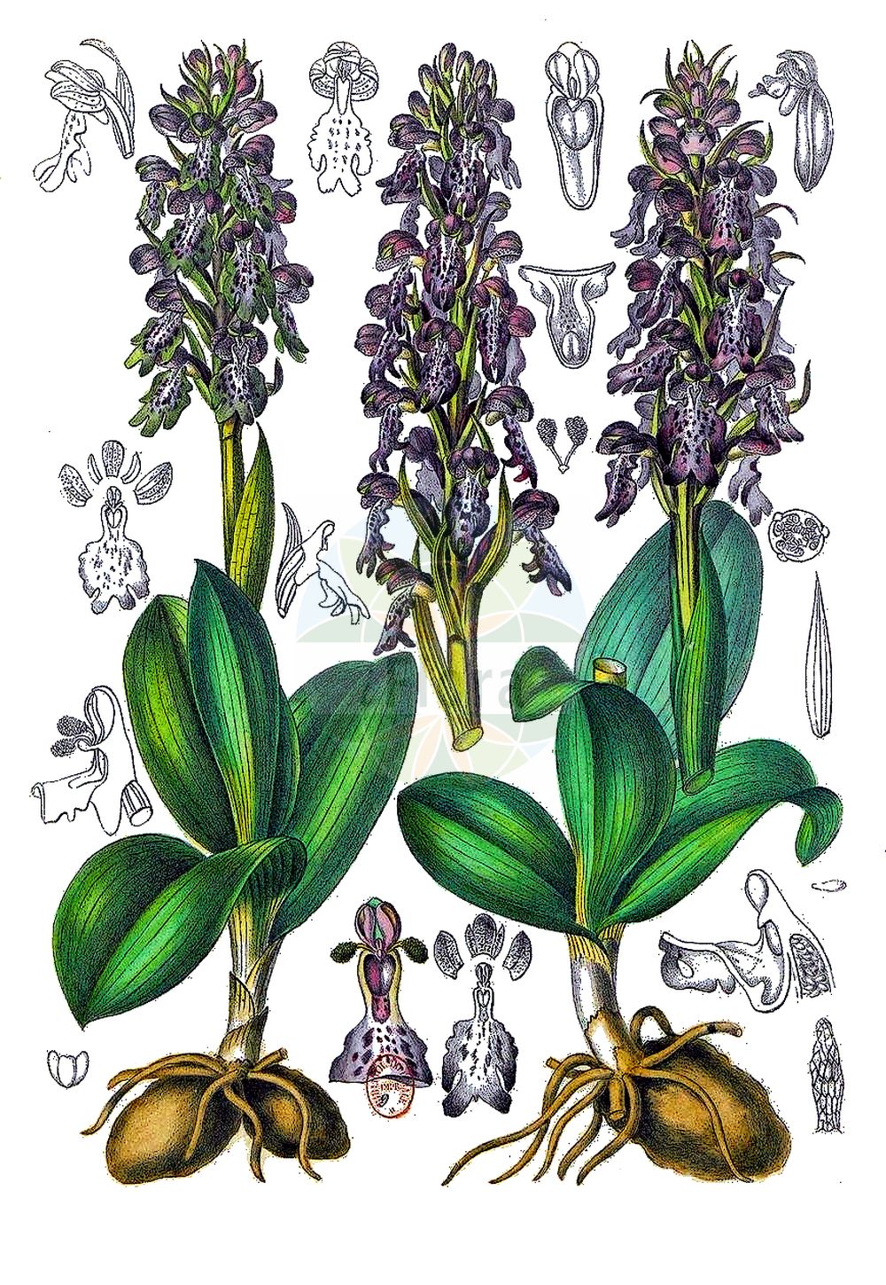 Himantoglossum robertianum - Orchidaceae,Plantae,Pteridobiotina,Angiosperms,Asparagales,Orchidaceae,Himantoglossum,Himantoglossum robertianum,Aceras longibracteata var. gallica, Aceras longibracteata var. sicula, Aceras longibracteatum, Aceras longibracteatum var. gallica, Aceras longibracteatum var. sicula, Barlia longibracteata, Barlia longibracteata var. gallica, Barlia longibracteata var. sicula, Barlia robertiana, Barlia robertiana f. sicula, Barlia robertiana var. candida, Himantoglossum longibracteatum, Himantoglossum longibracteatum var. gallicum, Himantoglossum longibracteatum var. siculum, Himantoglossum robertianum f. candidum, Himantoglossum robertianum f. gallicum, Himantoglossum robertianum f. siculum, Loroglossum longibracteatum, Orchis coriophora var. cassidea, Orchis foliosa, Orchis foliosa, Orchis fragrans, Orchis longibracteata, Orchis longibracteata var. gallica, Orchis longibracteata var. gallica, Orchis longibracteata var. sicula, Orchis longibracteata var. sicula, Orchis robertiana,Mast-Knabenkraut;Mastorchis;Roberts Mastorchis;Himantoglosse de Robert;Orchis géant;barlie;barlie de Robert;orchis à longues bractées;compañón;orquídea gigante;orquídea macho;orquidón;Barlia;giglio bratteoso;imantoglosso di Robert;hyacintorchis;salepeira-grande;ремнелепестник Роберта;barlie;mosques grosses;barlija