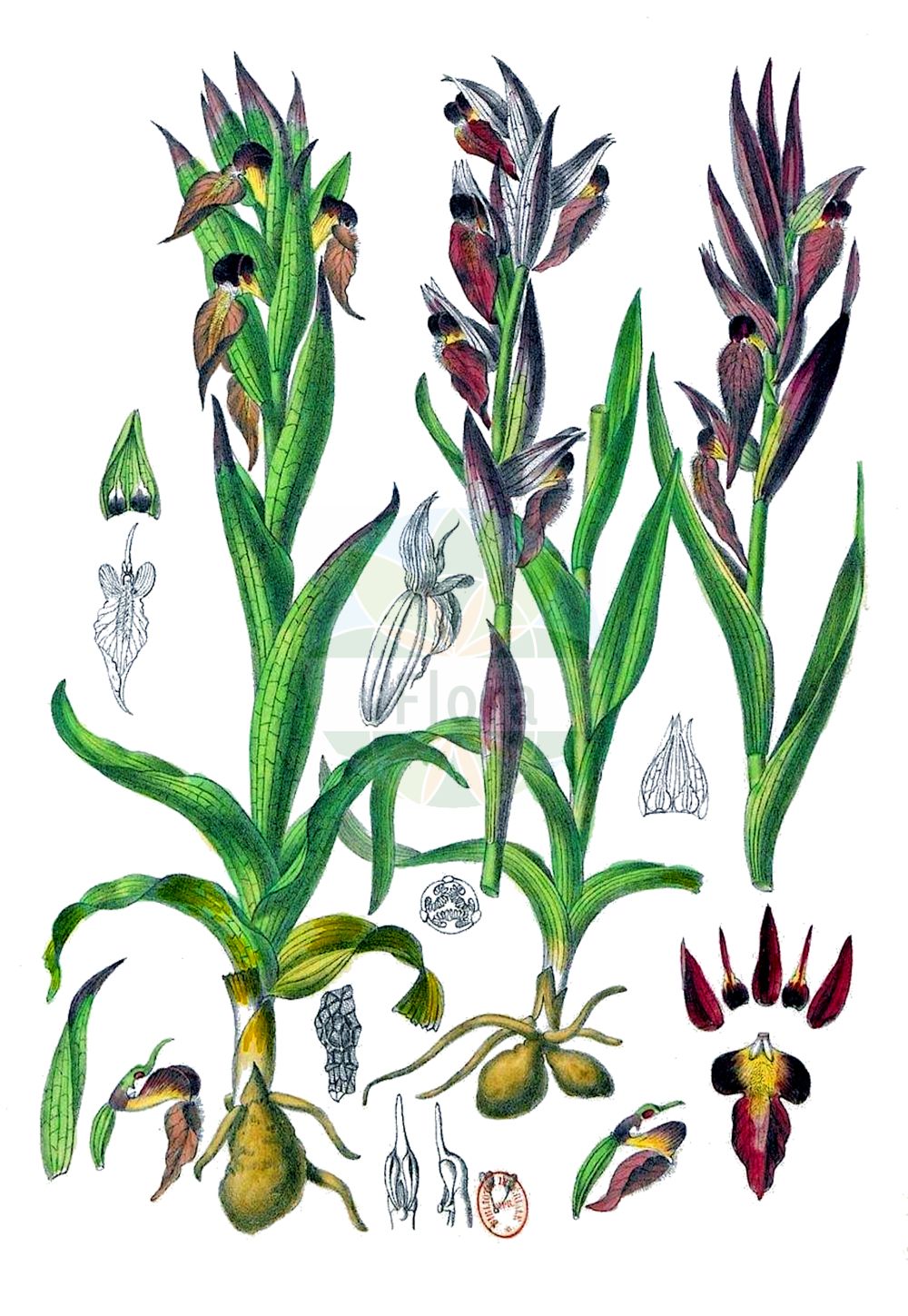Serapias vomeracea - Orchidaceae,Plantae,Pteridobiotina,Angiosperms,Asparagales,Orchidaceae,Serapias,Serapias vomeracea,Helleborine longipetala, Helleborine pseudorordigera, Lonchitis longipetala, Orchis lingua, Orchis vomeracea, Serapias cordigera subsp. vomeracea, Serapias cordigera var. longipetala, Serapias hirsuta, Serapias lancifera, Serapias longipetala, Serapias orientalis var. cordigeroides, Serapias pseudocordigera, Serapias vomeracea f. artemisiae, Serapias vomeracea f. stenopetala, Serapias vomeracea lus. heldreichii, Serapias vomeracea subsp. artemisiae, Serapias vomeracea subsp. flava, Serapias vomeracea subsp. guadarramica, Serapias vomeracea subsp. longipetala, Serapias vomeracea var. cordigeroides, Serapias vomeracea var. guadarramica, Serapias vomeracea var. longipetala, Serapiastrum longipetalum, Serapiastrum vomeraceum,Pflugschar-Ständelwurz;Pflugschar-Stendelwurz;Pflugschar-Zungenstendel;Sérapias à long labelle;sérapias à labelle allongé;sérapias à longs pétales;sérapias soc;gallos;Serapide maggiore;lange tongorchis;серапиас сошниковый;sağırkulağı;serap;serapia luleçlirte;gall longipètal;raonička kukavica;velecvetni serap;палешников серапиас;αραιή σεράπια